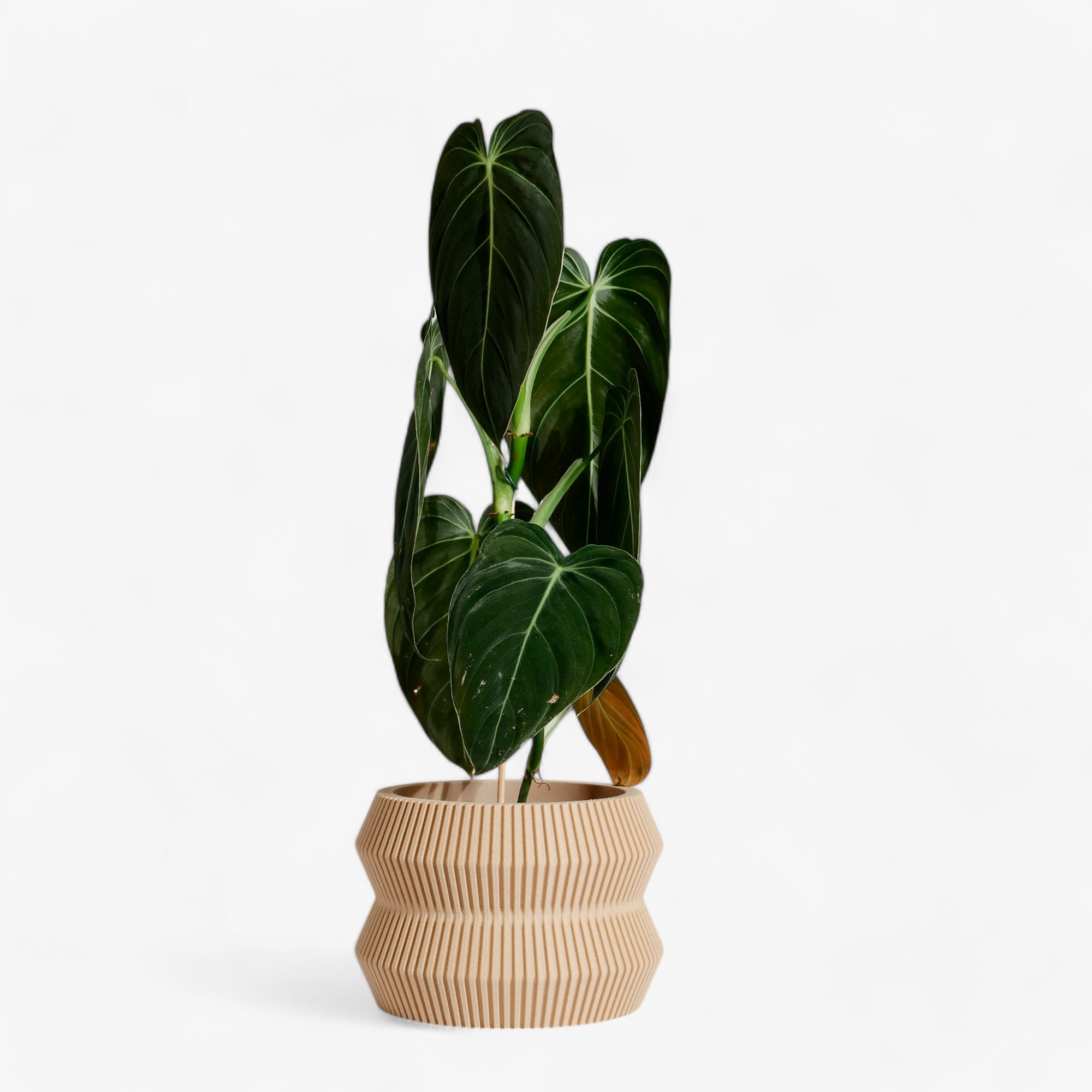 ITO planter in beige, featuring a minimalist and textured design, perfect for succulents cacti, and green plants, with a philodendron. Adds a natural, elegant touch to your home decor. #color_natural