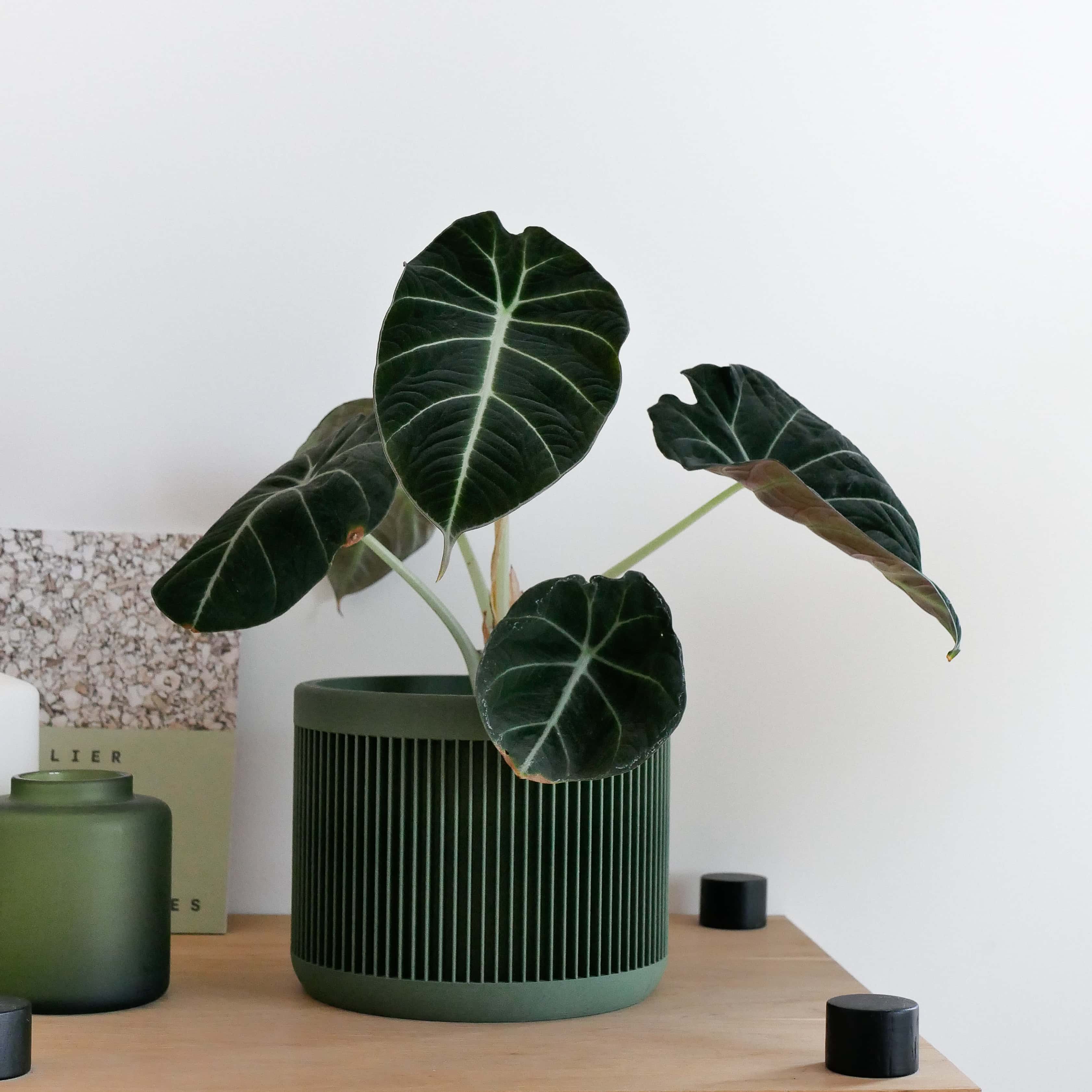 Japan indoor wooden planter in green color, perfect for home decoration #color_Green