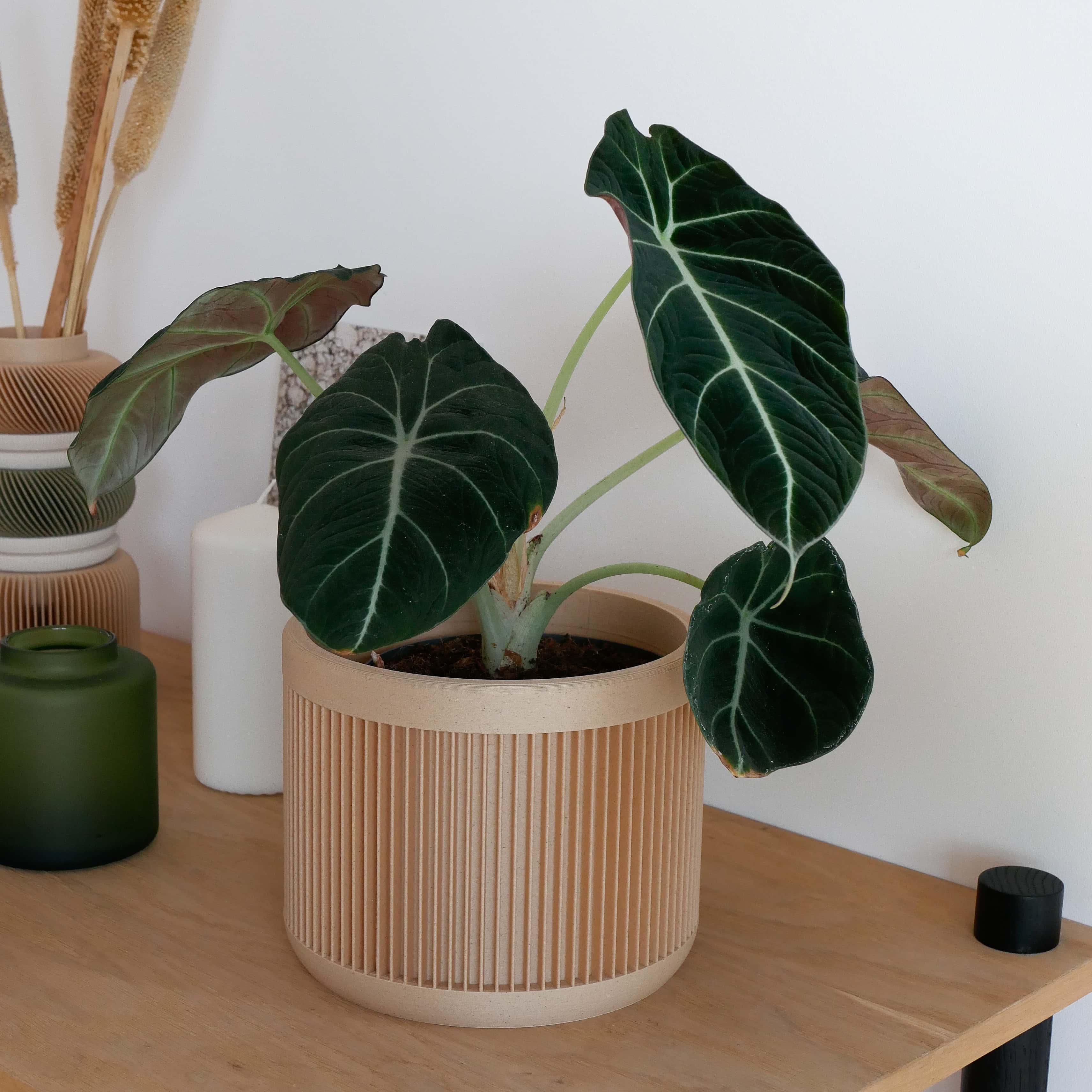 Japan scandinavian wooden plant pot holder, with a philodendron plant #color_Natural