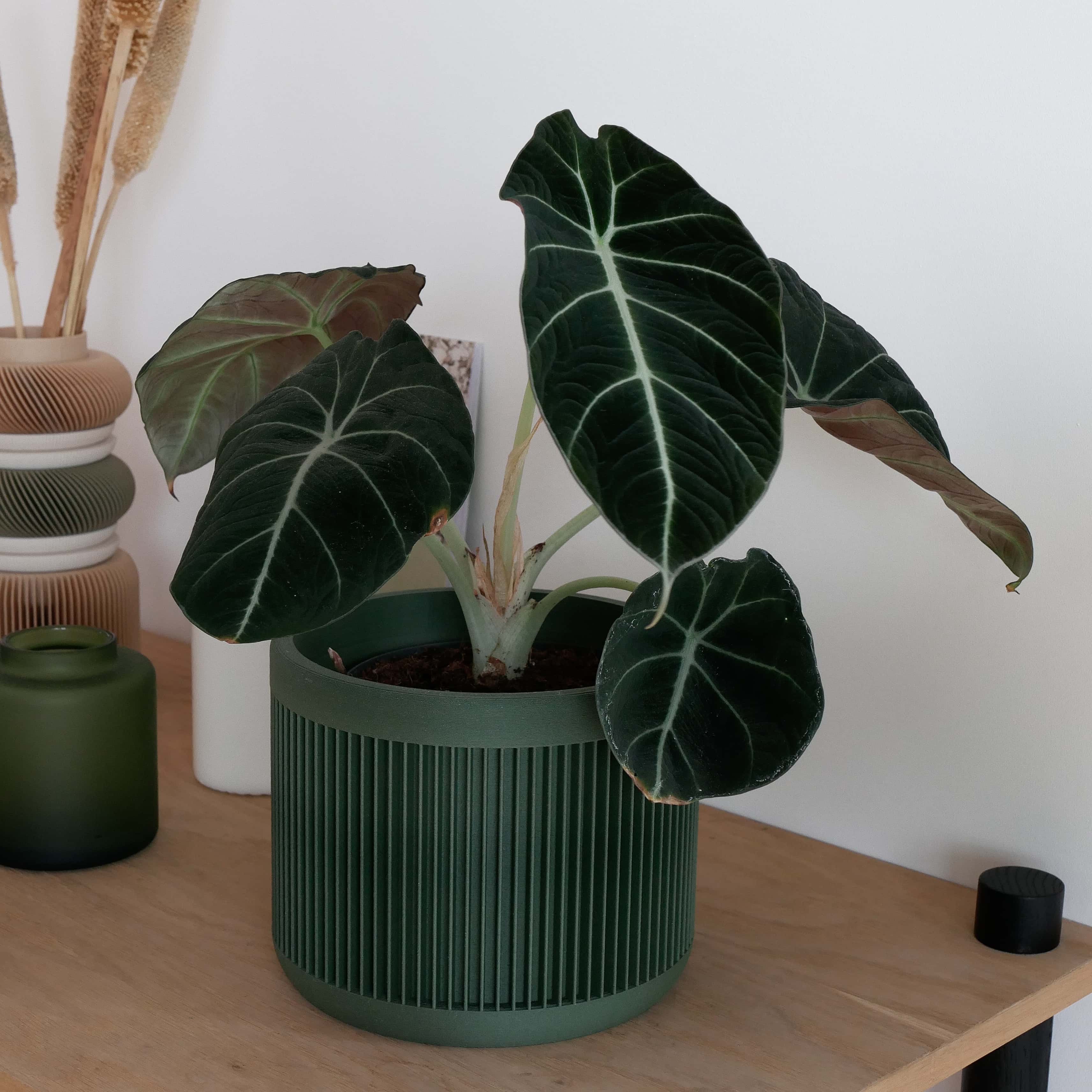 Japan indoor wooden planter perfect for home decor, and plant house #color_Green