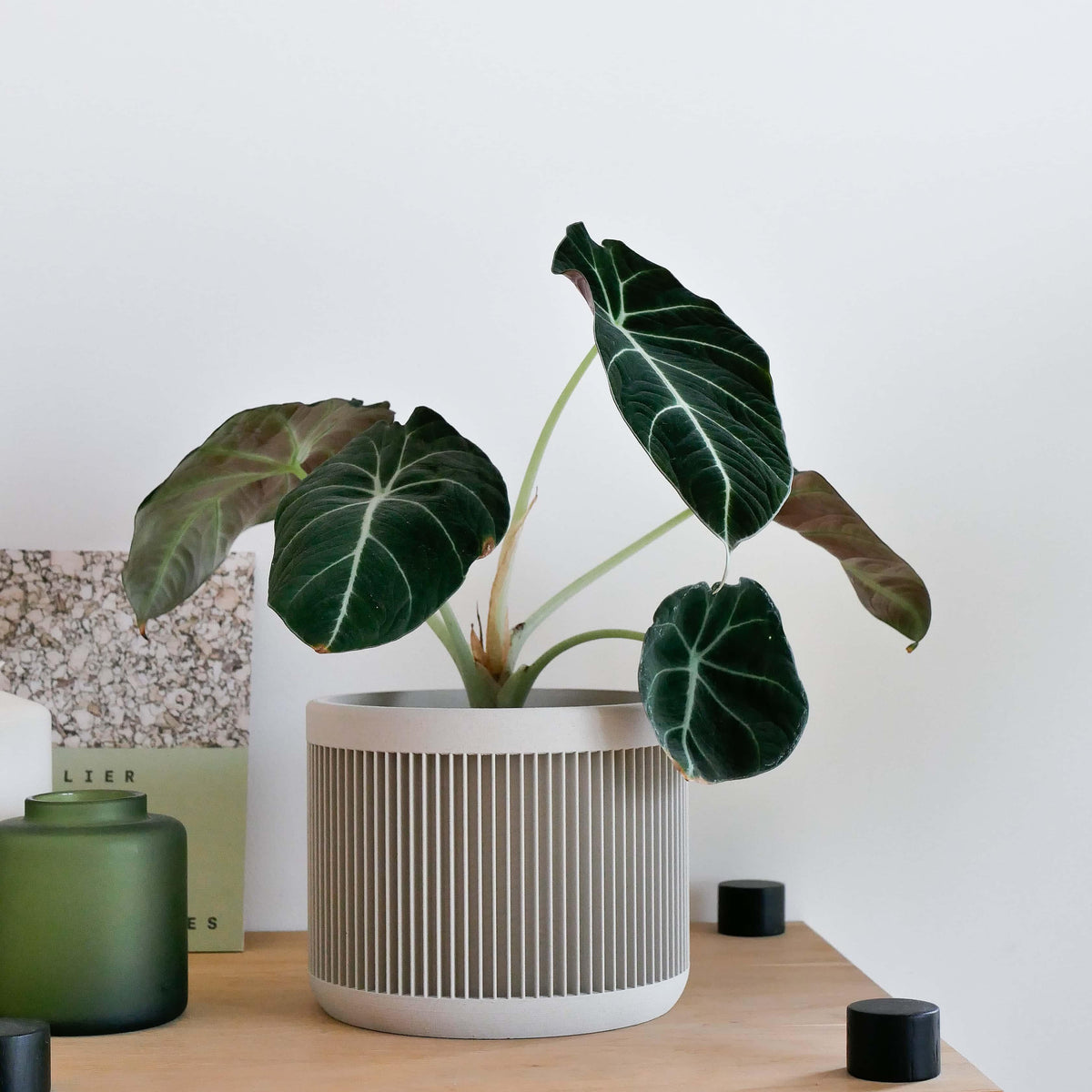 JAPAN Mist White indoor planter on wooden sideboard with decor accessories, Japandi living room