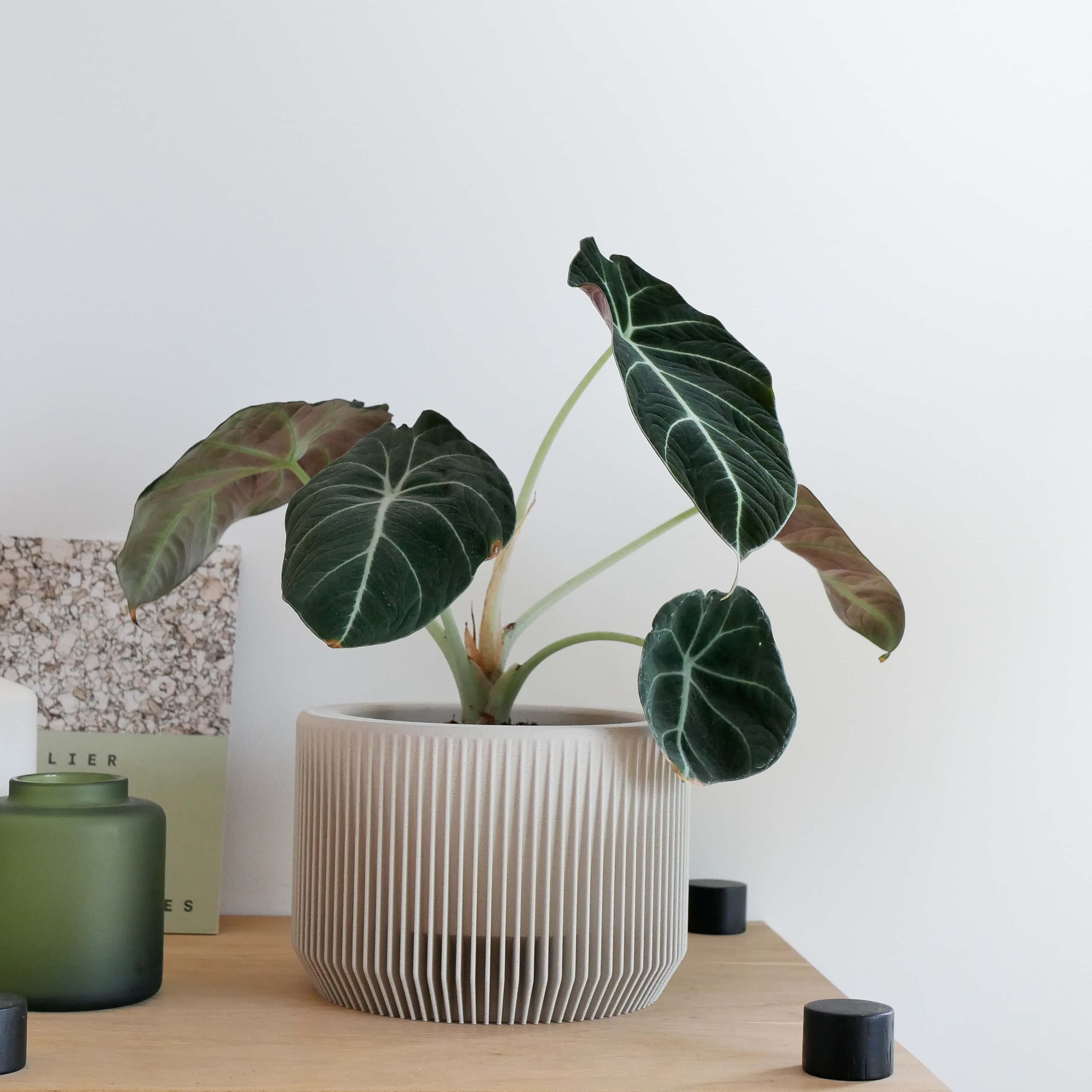 Bright and airy, the misty white Praha planter offers a clean, minimalist look #color_Mist white