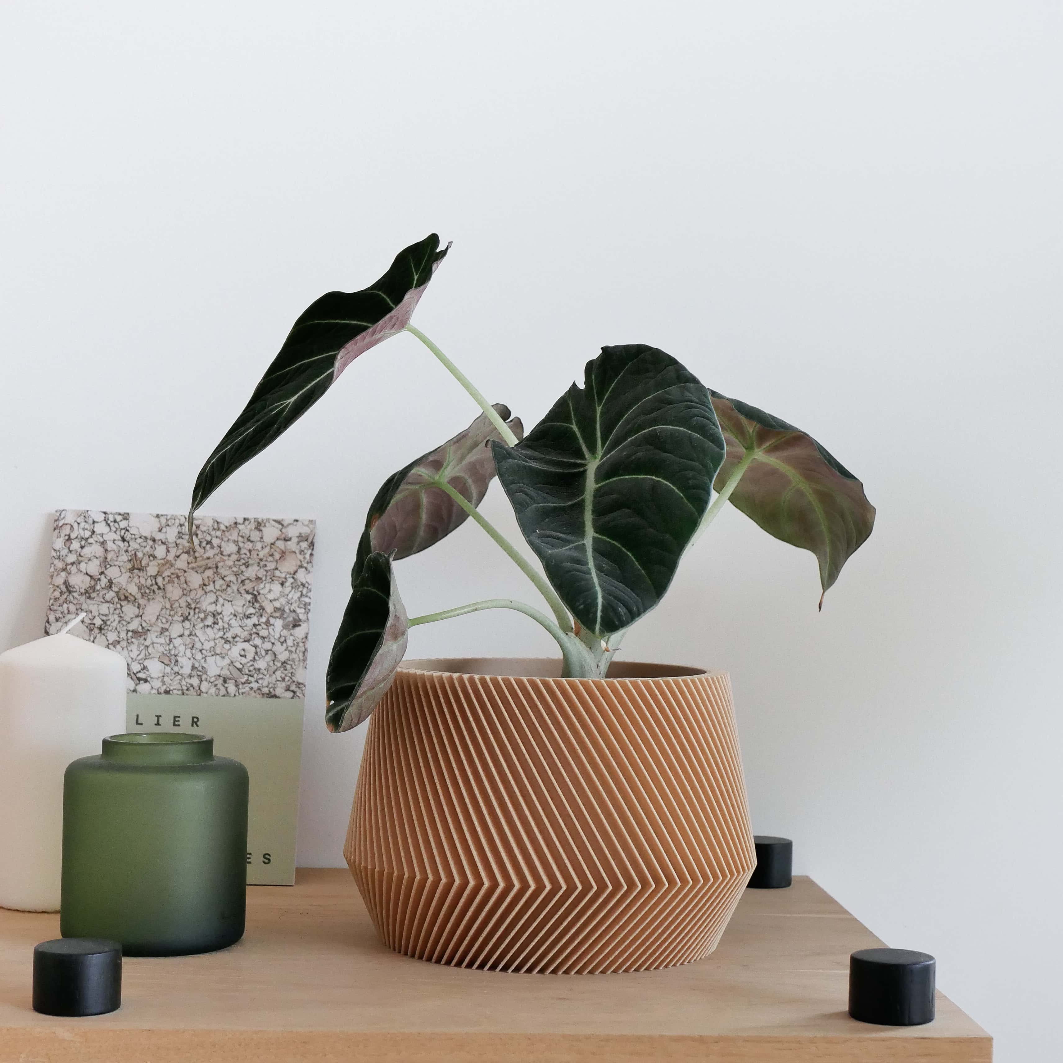 Beige Oslo plant holder with alocasia, on a shelf #color_natural