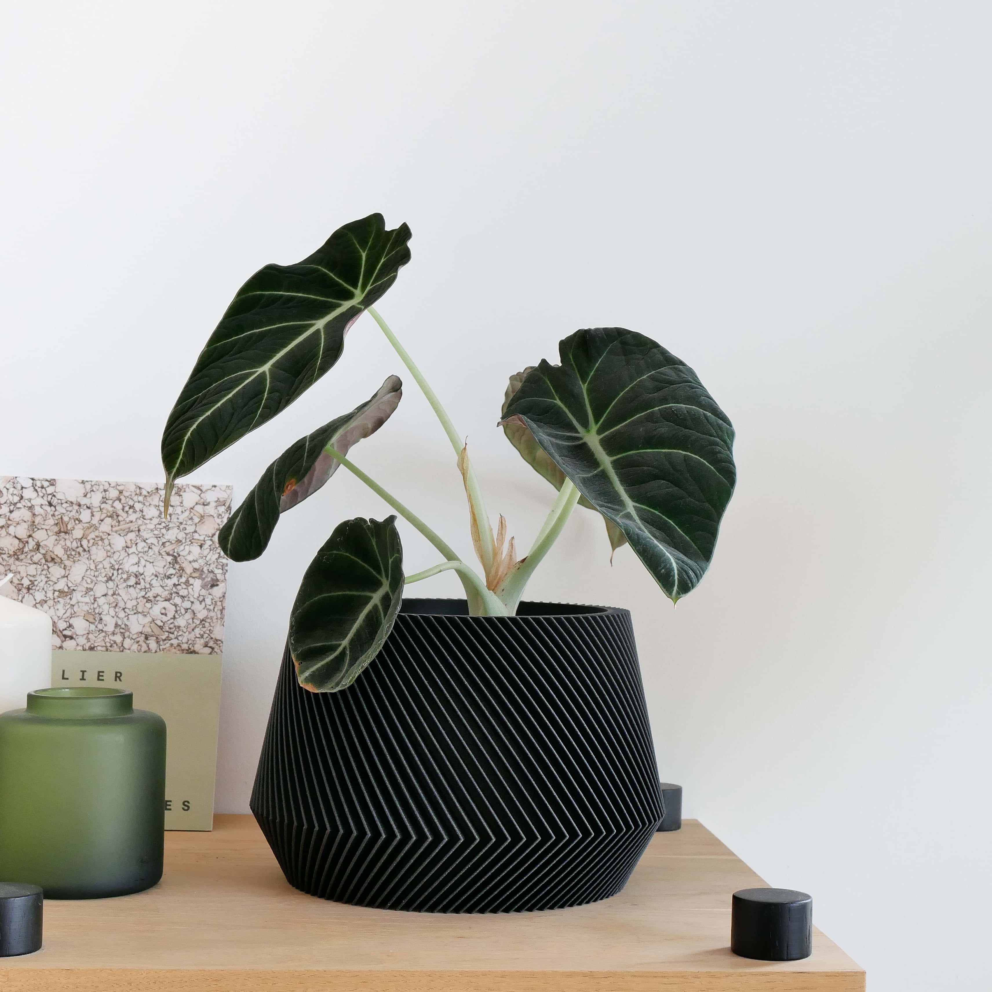 Balck Oslo plant pot with a beautiful green plant, Alocasia, on a shelf, minimalist decor #color_black