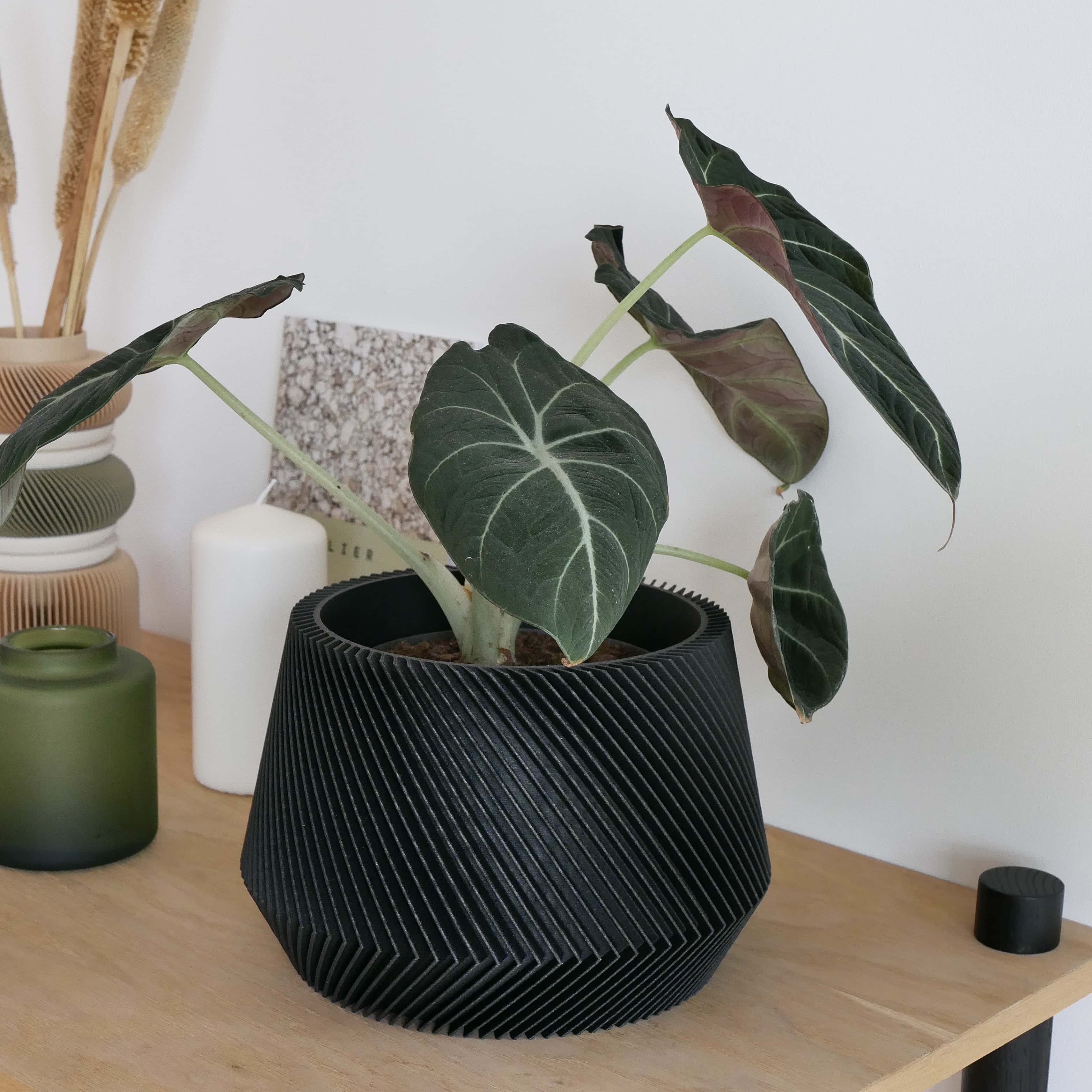 Focus on the black Oslo planter, with Alocasia plant, o a shelf, perfect for minimalist and colored decor #color_black