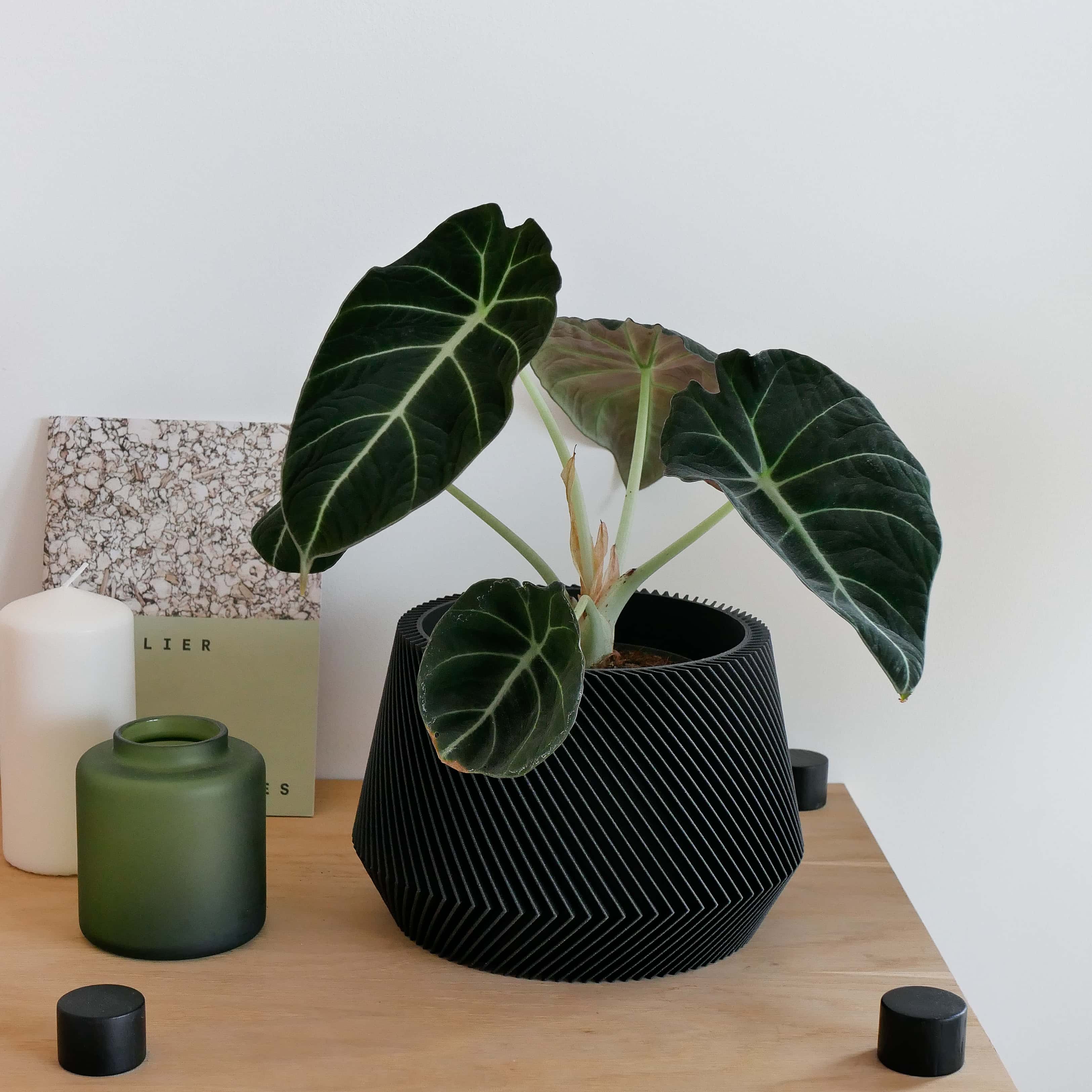 Black Oslo plant pot with green plant, geometric and minimalist decor, #color_black