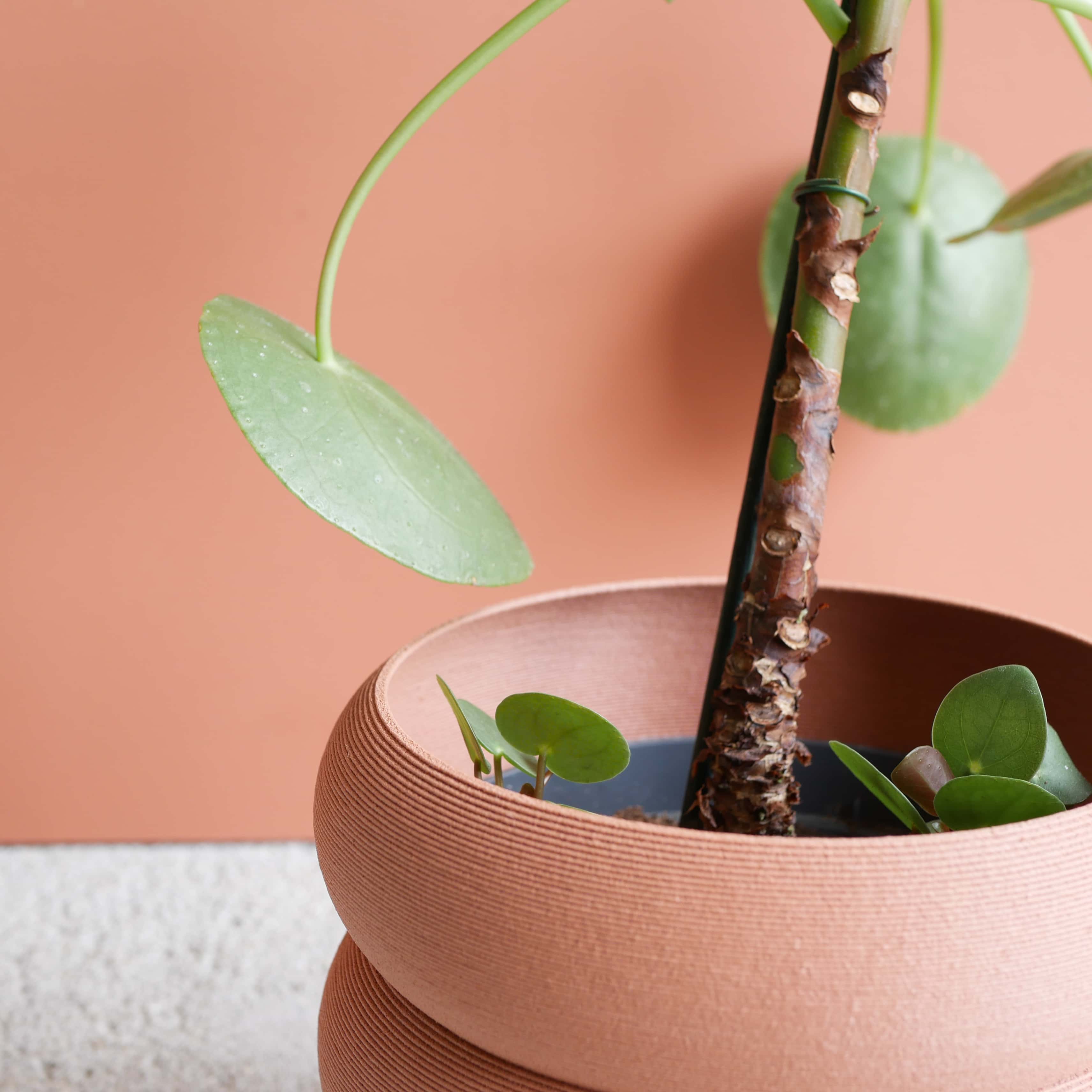 Eden Vase #color_terracotta