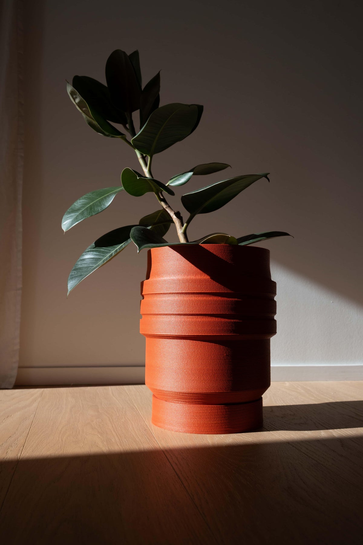 Potted plant in a terracotta pot on a wooden surface with a neutral background