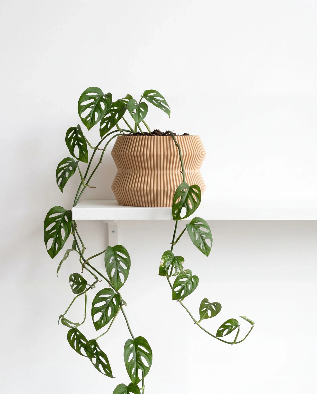 ITO planter natural color 15cm with monstera plant on white shelf