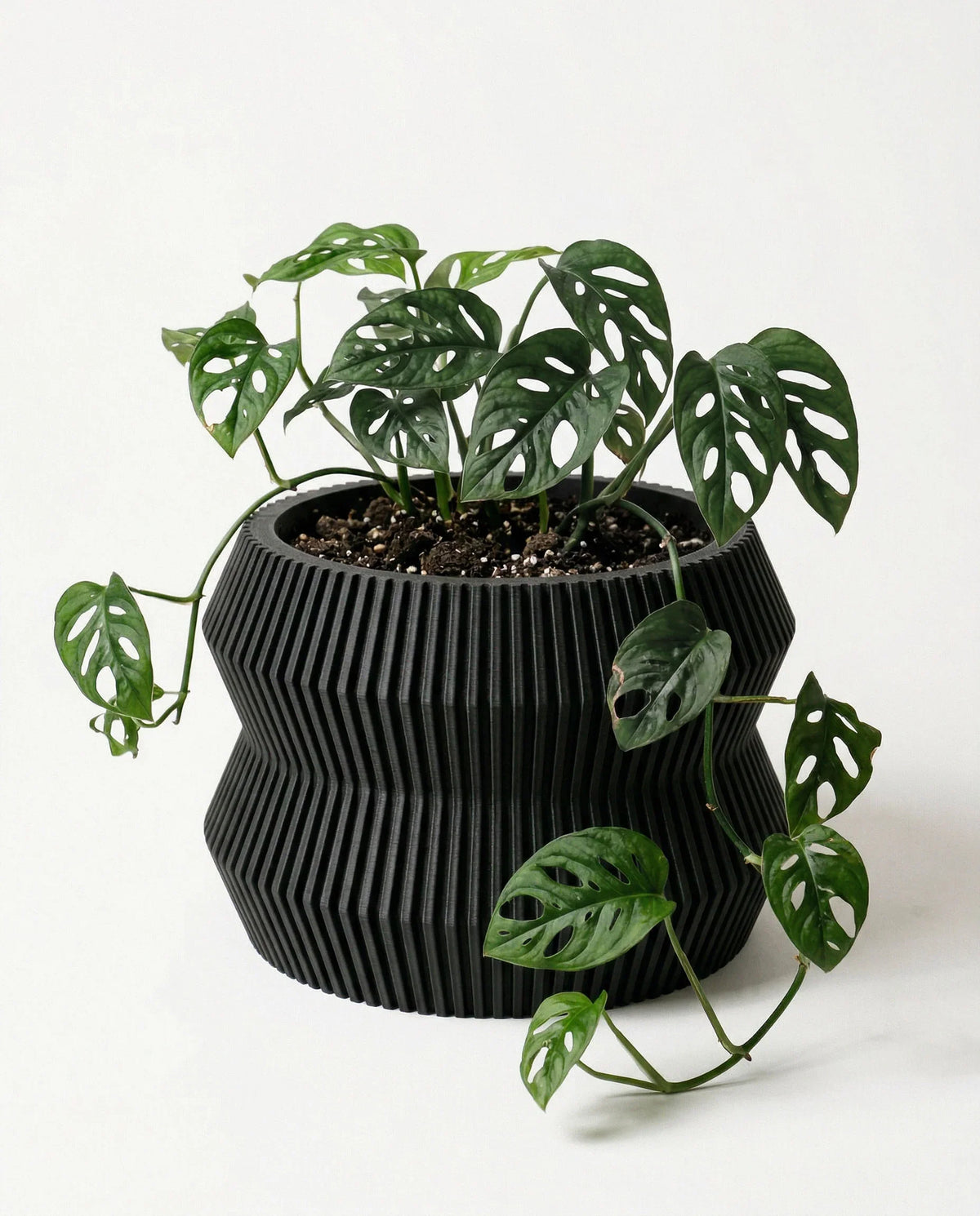 Bblack ribbed panter pot with monstera plant on a white background