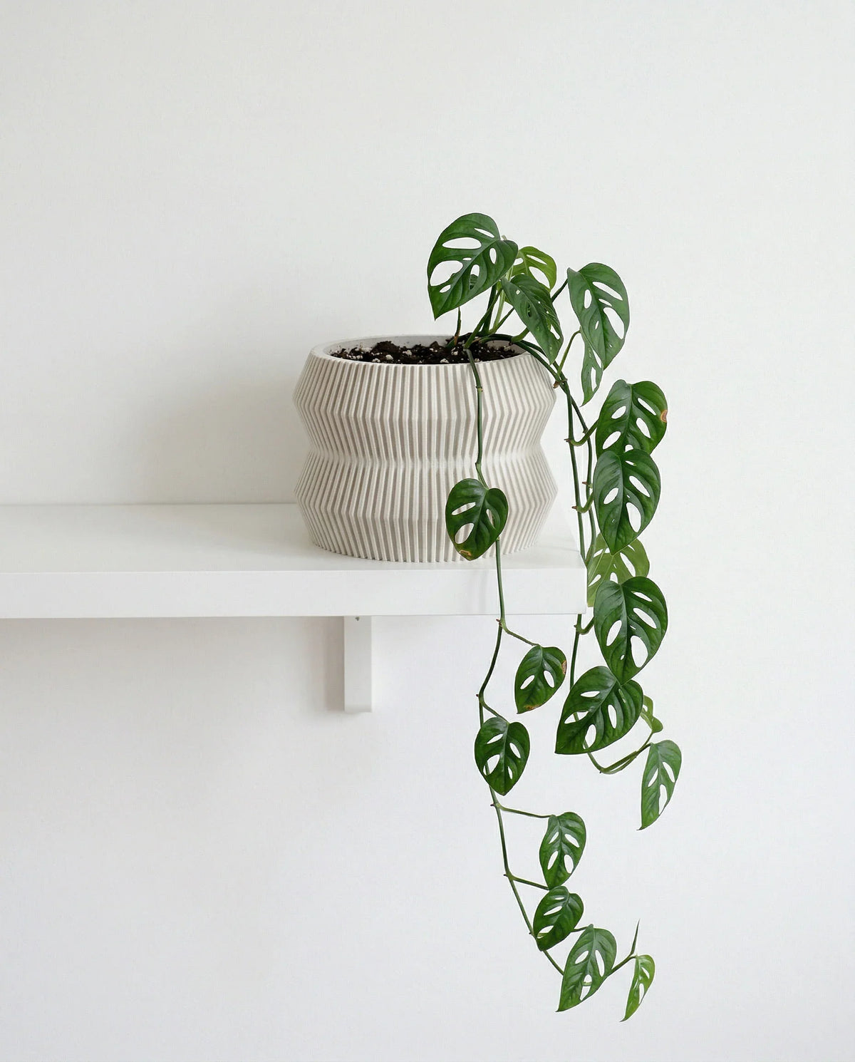 Mist white planter 15cm with monstera on a white shelf against a white wall