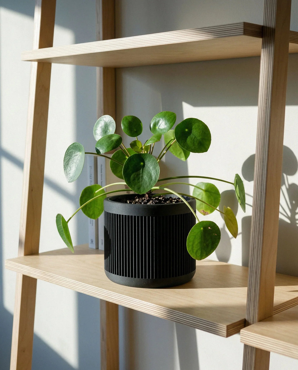 JAPAN Black plant pot with Pilea on oak shelf, vertical ribbed texture, Japandi indoor planter