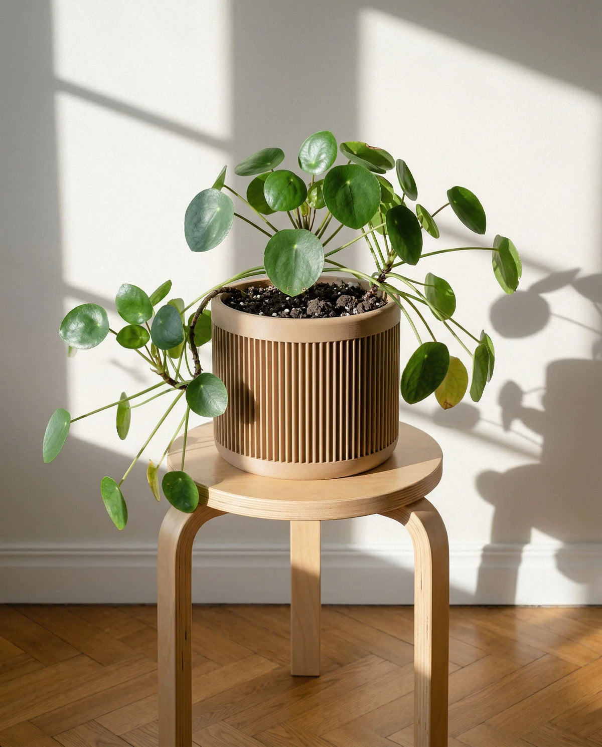 JAPAN Indoor Planter Natural, ribbed bio-sourced wooden pot with Pilea plant, Japandi style, 15cm