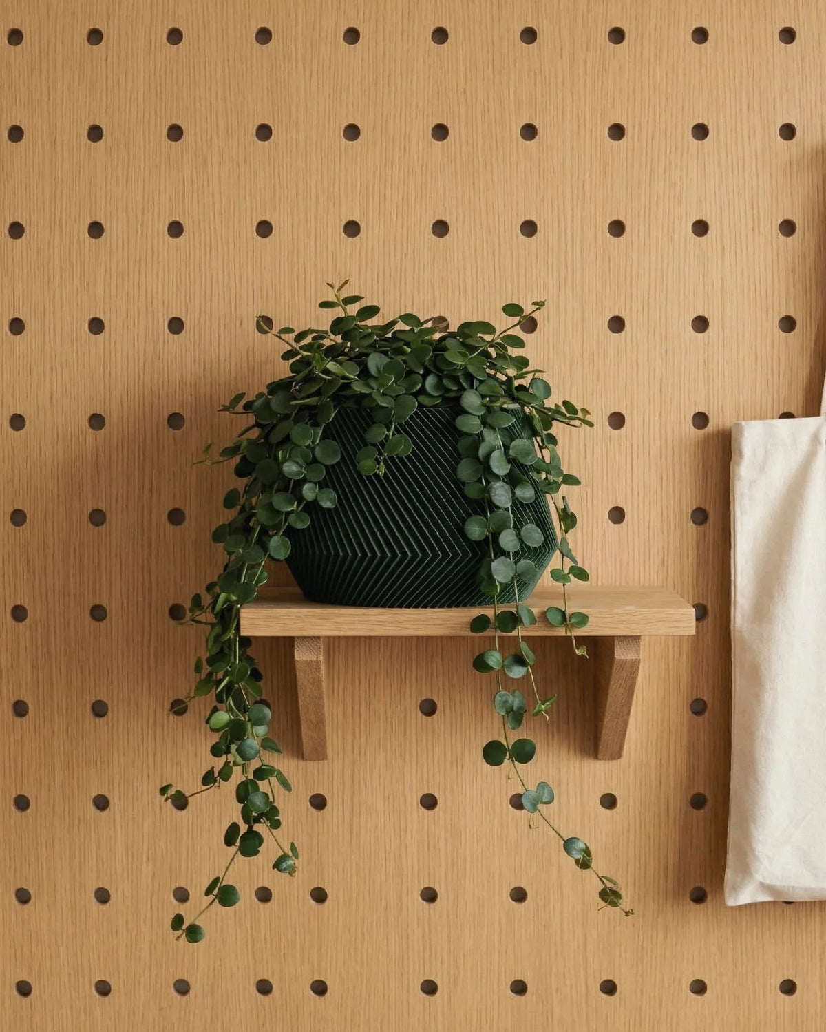 Pegboard wall with the oslo green planter and a crassula plant