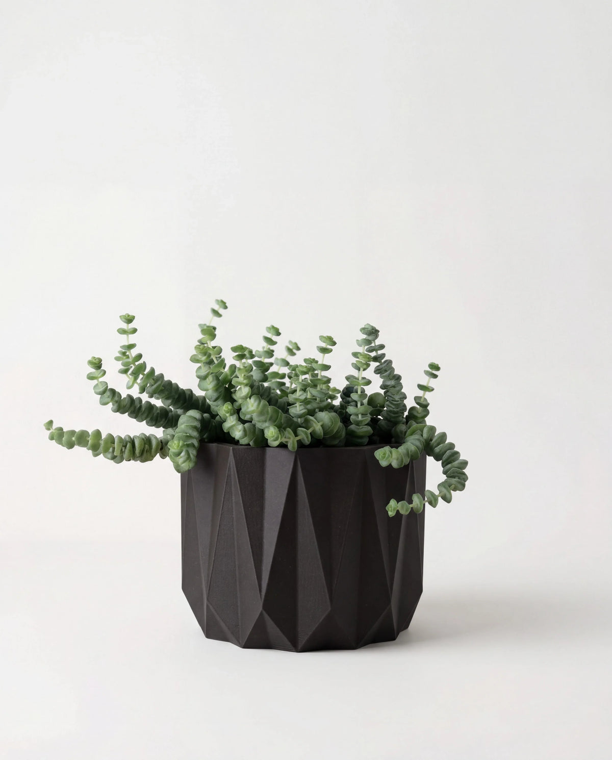 Black géométric planter with crassula plant on a white background