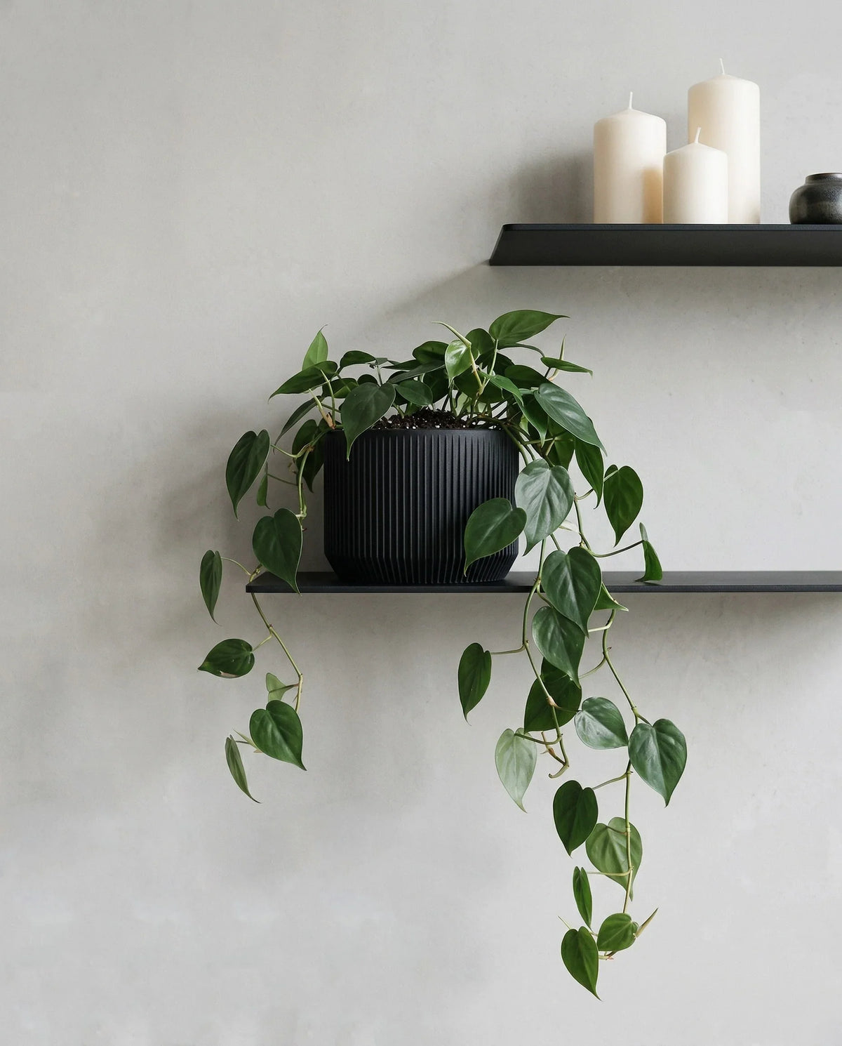 black textured indoor planter 15cm with philodendron plant on a black shelf