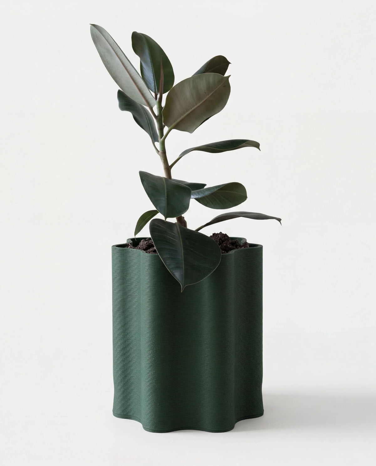 Large forest green floor planter with Rippled texture for Ficus tree, sustainable wood-composite pot on white background
