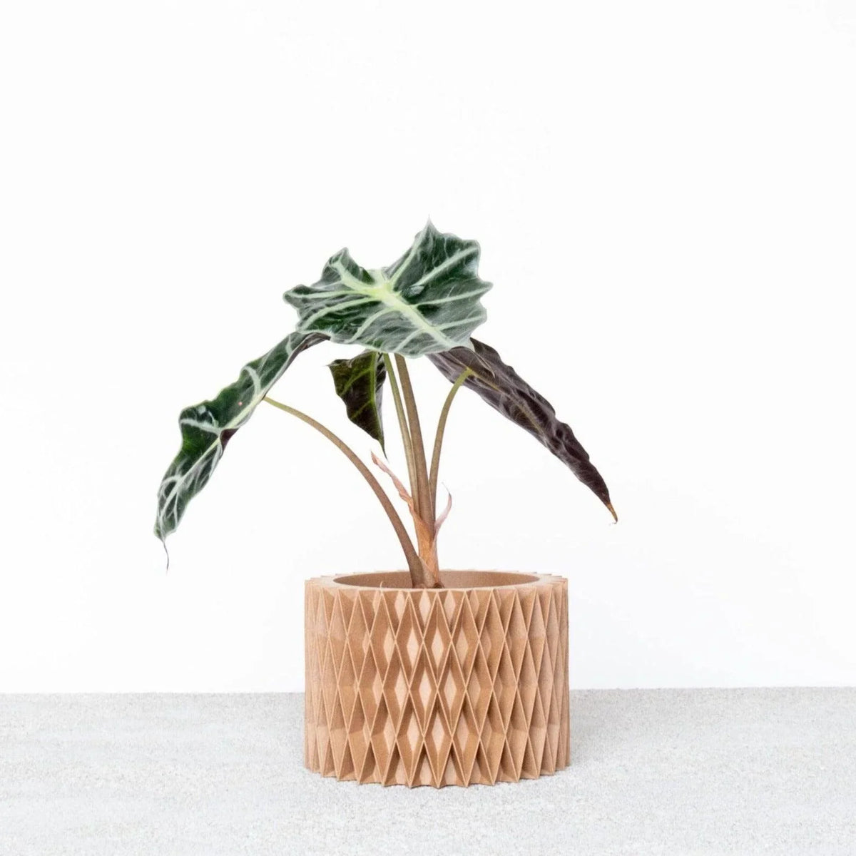 CROIX geometric wooden planter in natural finish with succulent #color_Natural