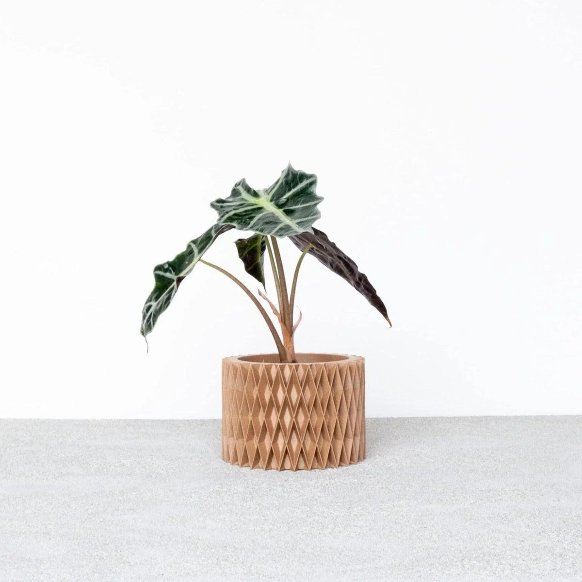 Close-up of CROIX indoor planter showing wood texture #color_Natural