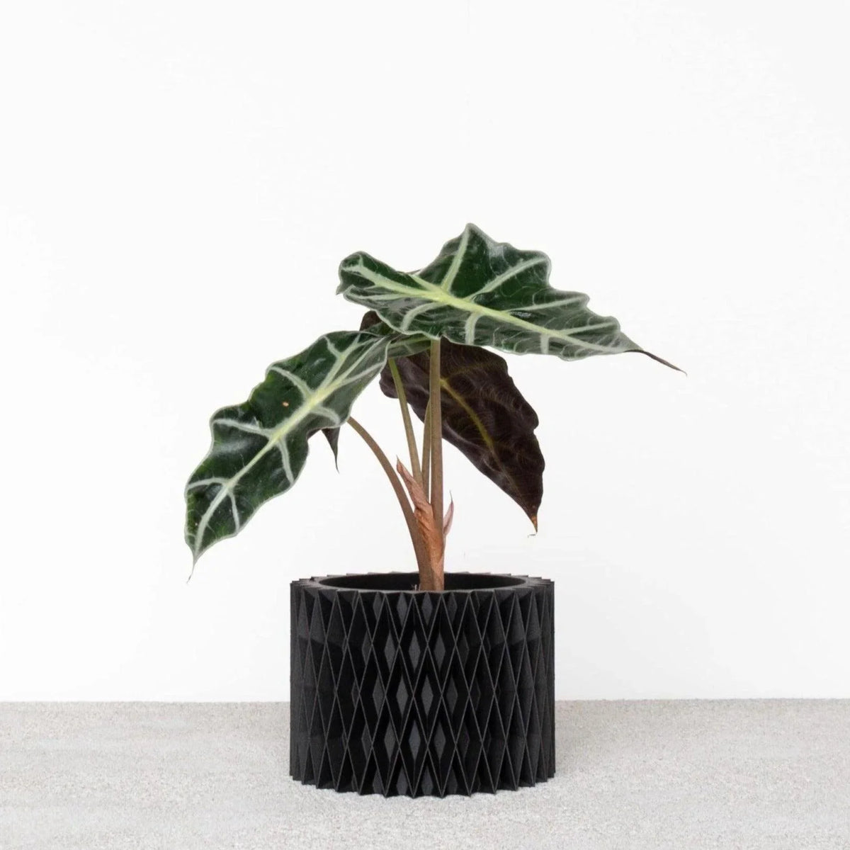 CROIX wooden planter for cacti and succulents #color_Black