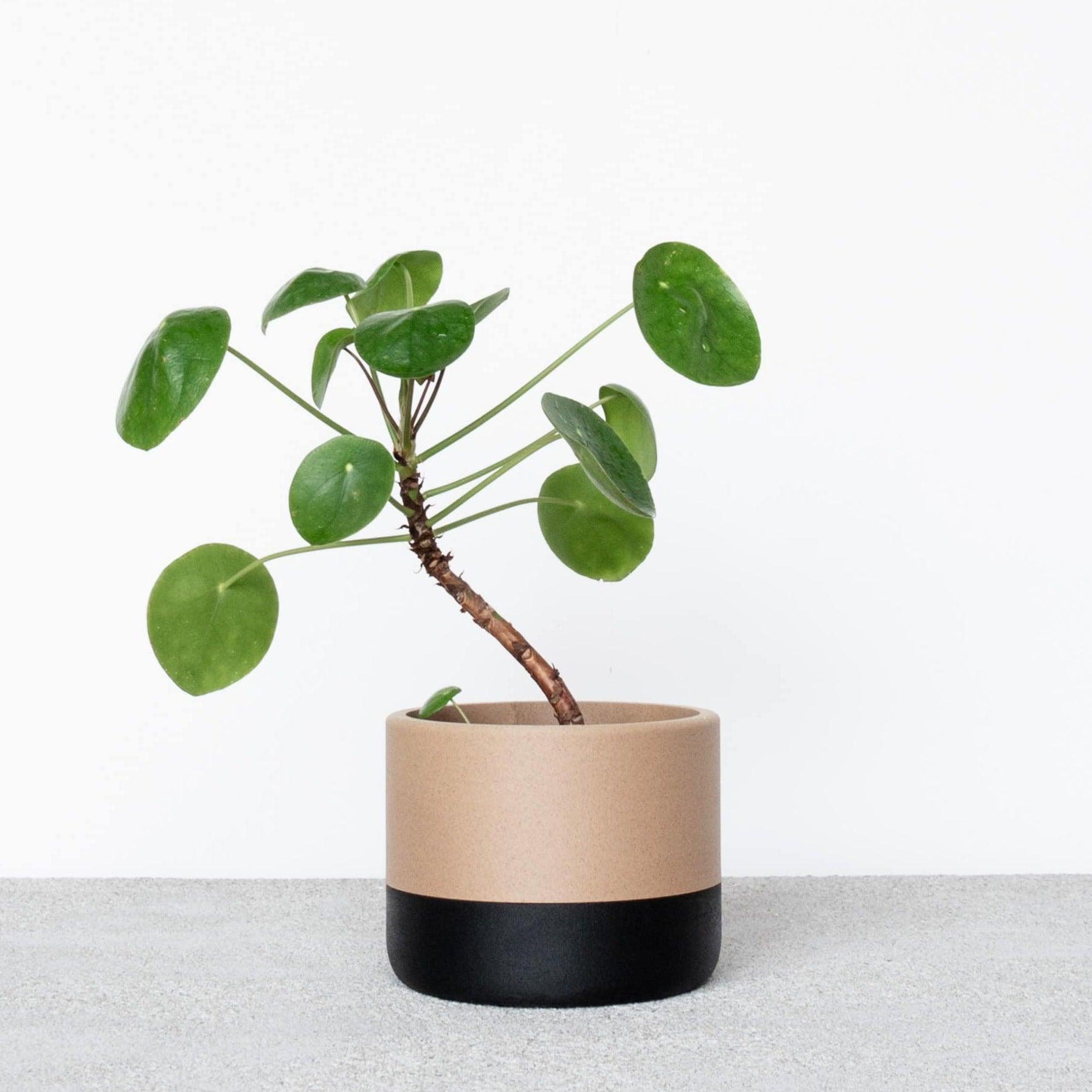 ECOTOOL Indoor Planter - Minimum Design