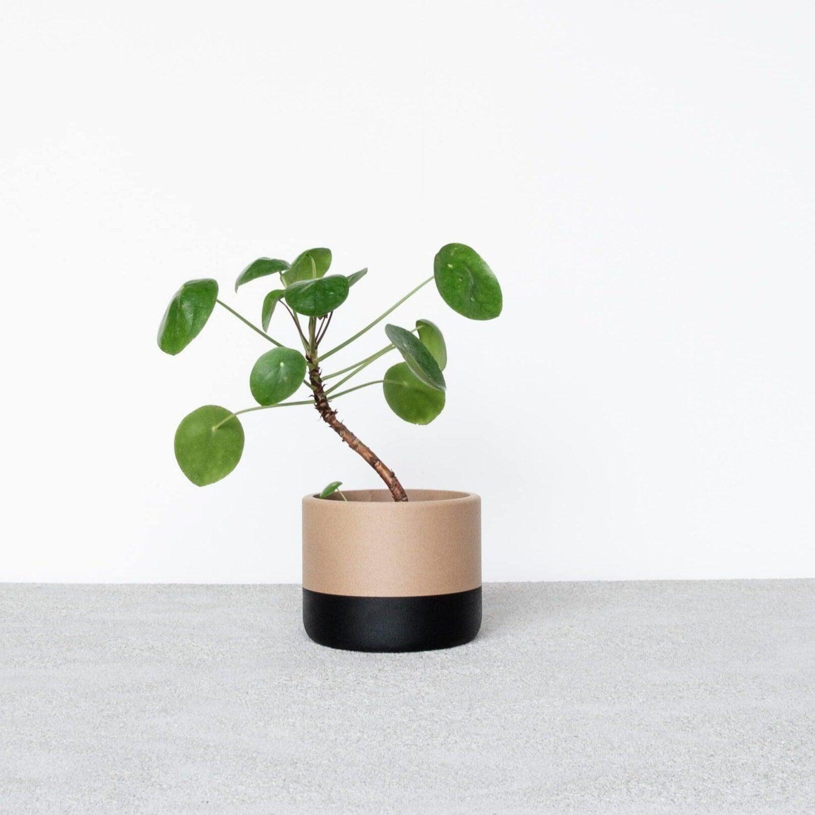 ECOTOOL Indoor Planter - Minimum Design