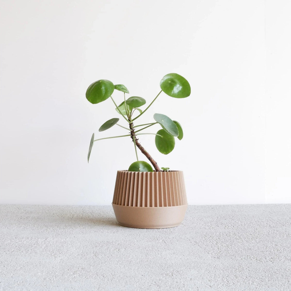 Pot Kobe natural wood #color_Natural