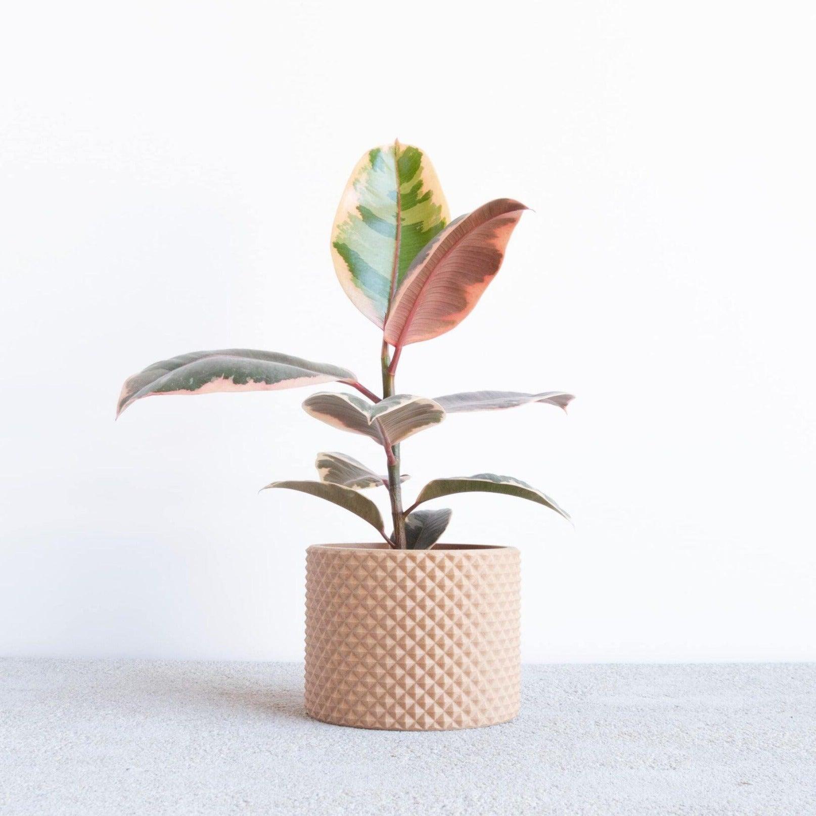 piko indoor wood planter