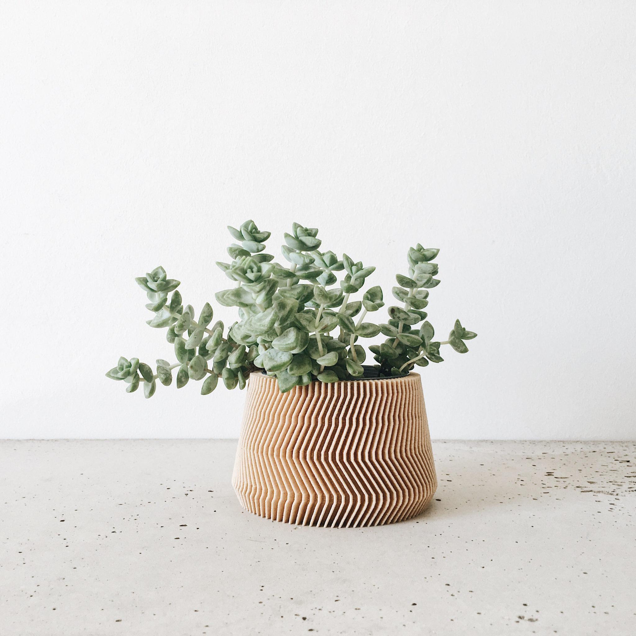 savanne planter #color_Natural