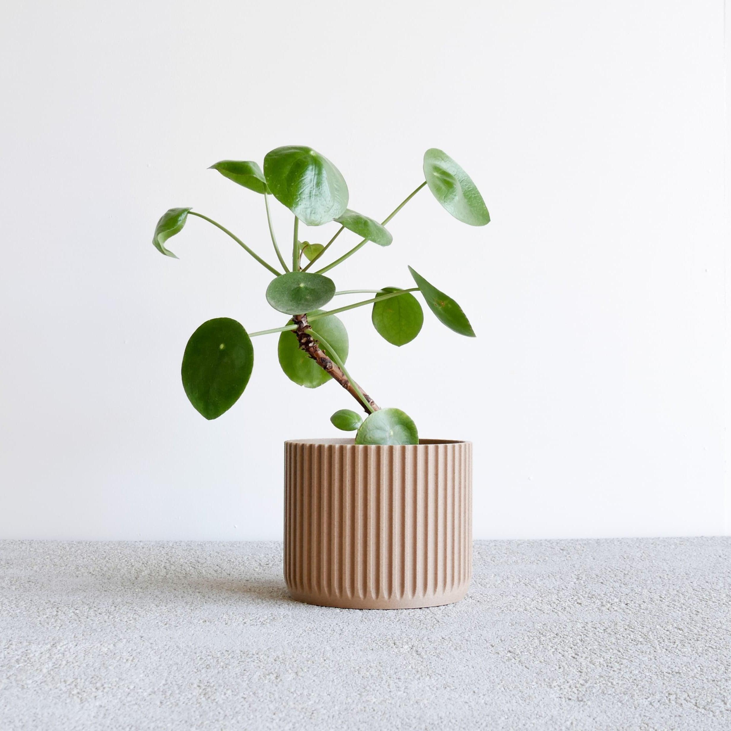 Stockholm pot for natural wood