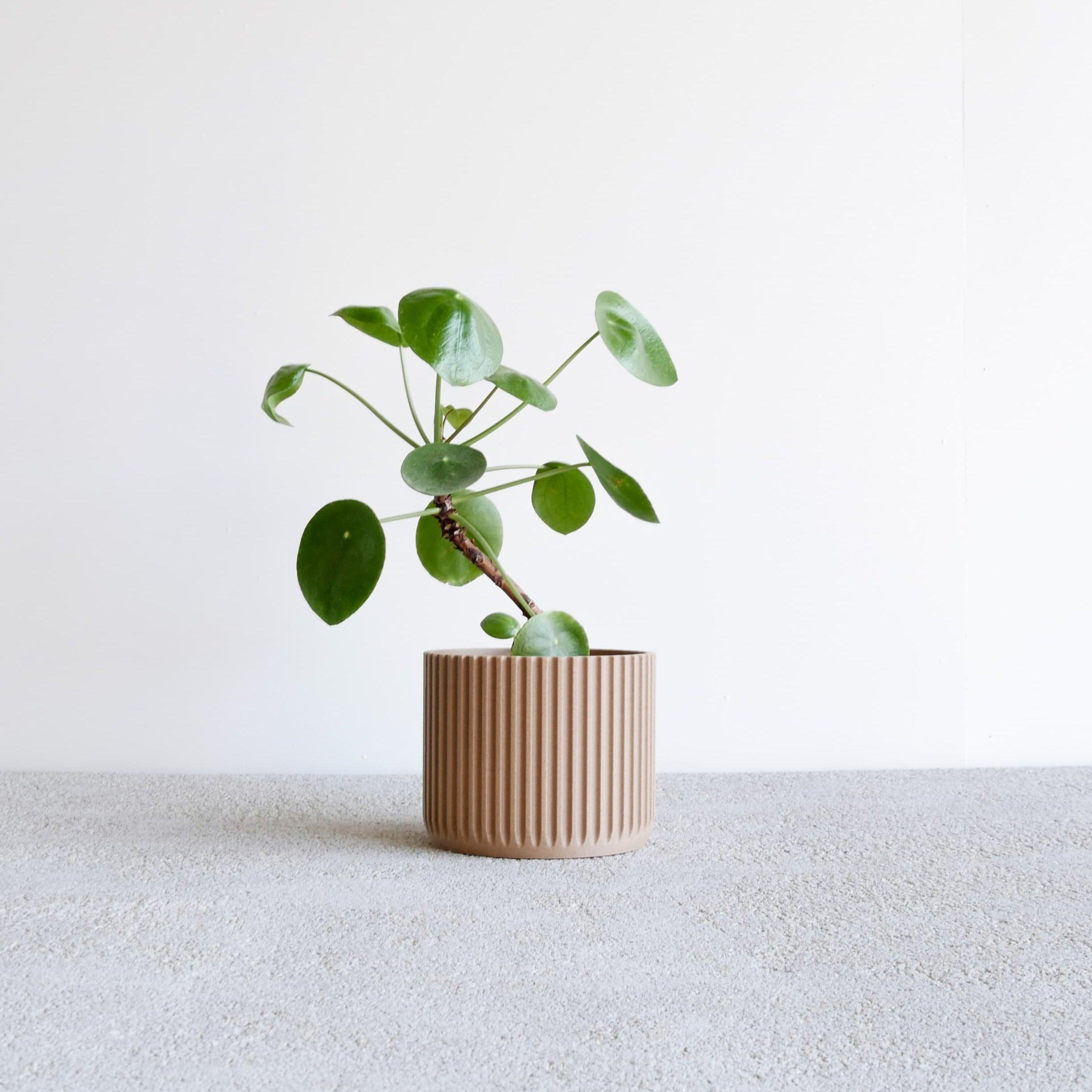 stockholm pot natural wood