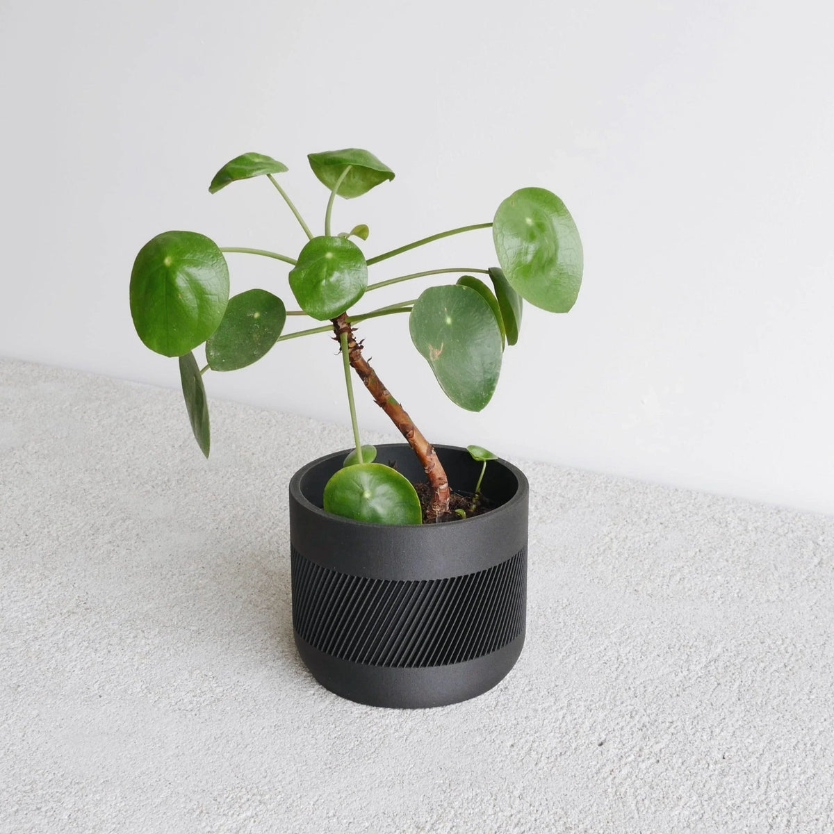 Black Therma indoor planter