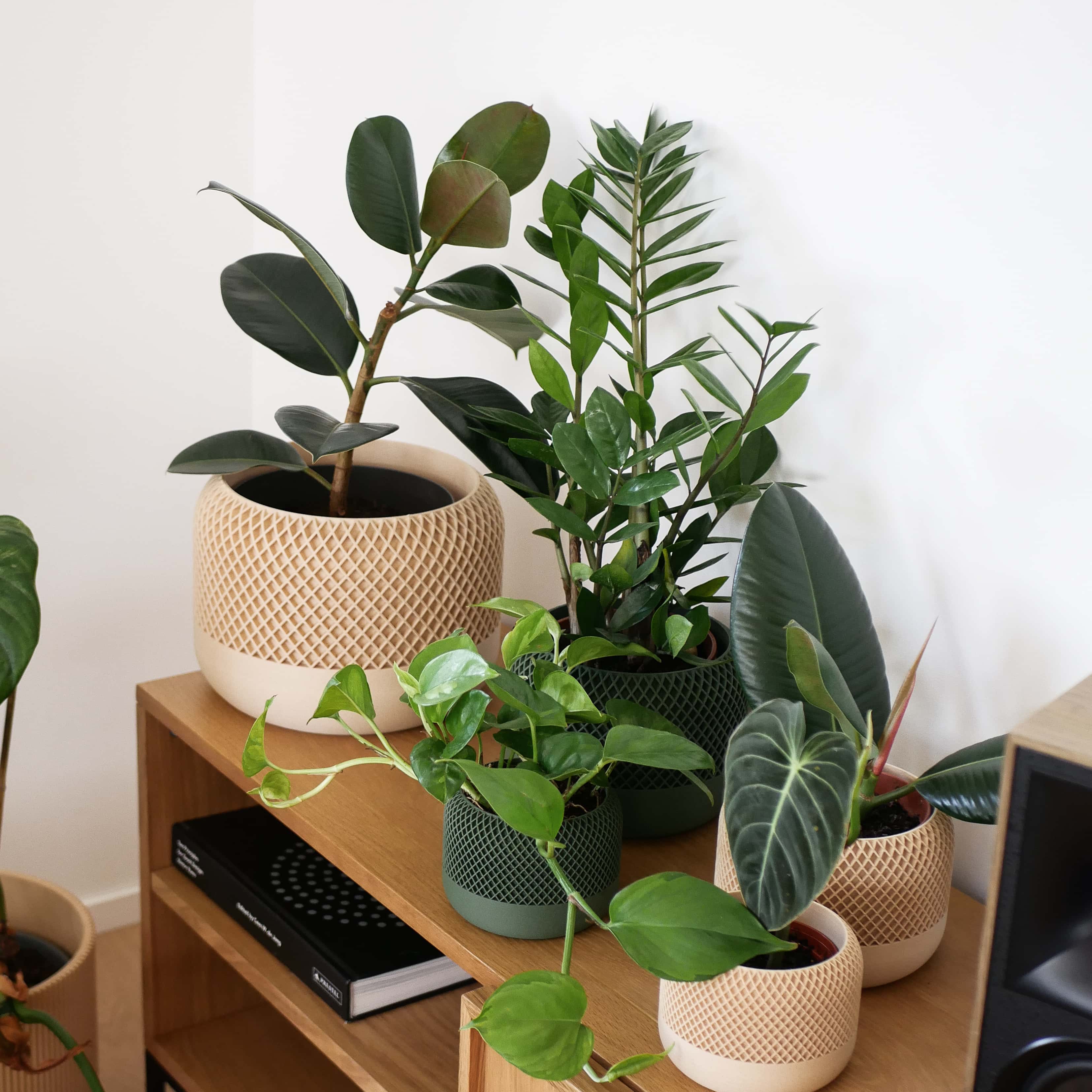 Collection of potted plants on a wooden shelf against a white wall #color_natural
