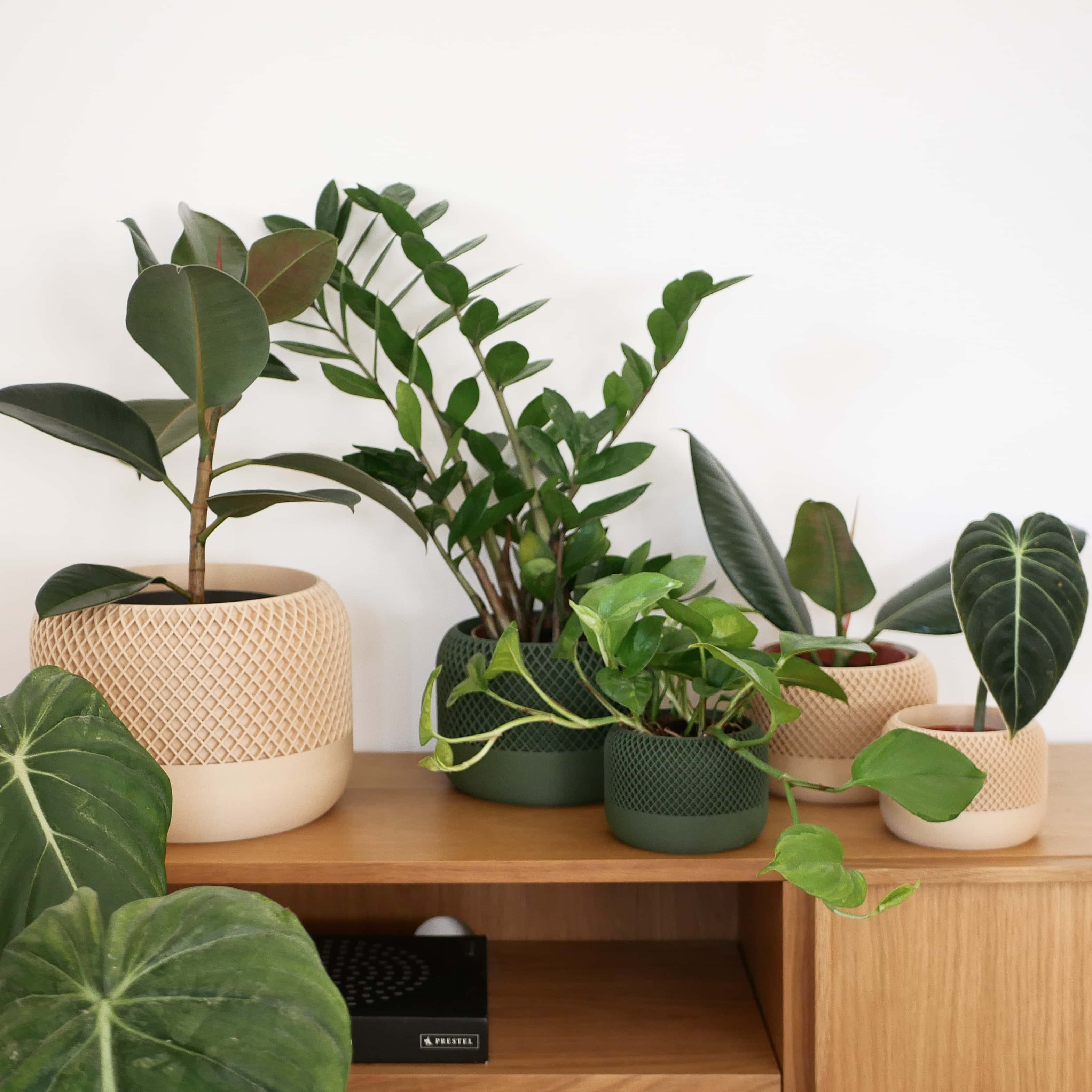 Collection of potted plants in Apple planters on a wooden surface with a white background #color_green


