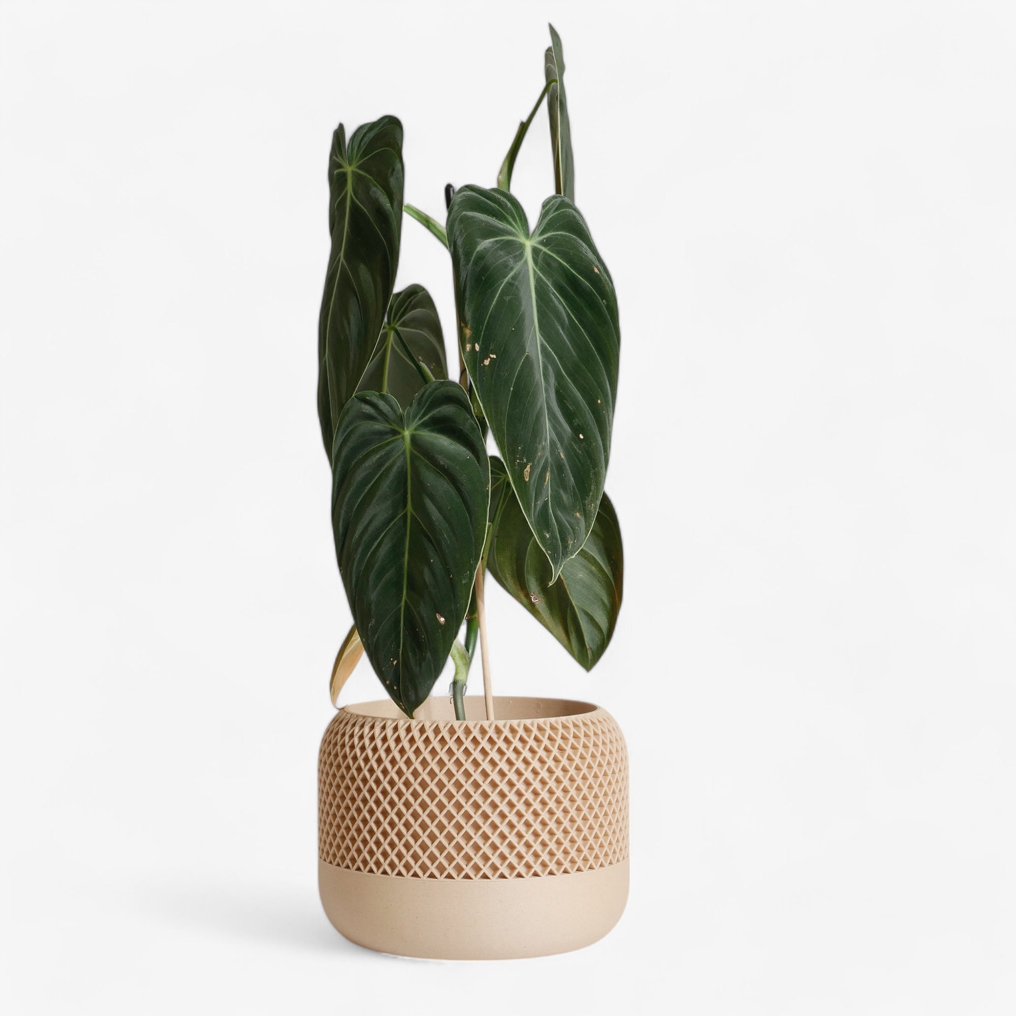 Eco-friendly Apple planter in beige, printed with recycled wood and corn-based bioplastic #color_Natural