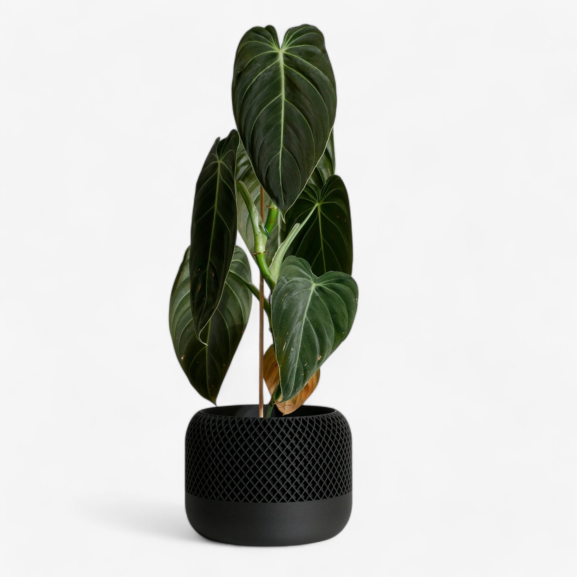 Textured Apple planter in black, perfect for plant house, with a philondendron plant #color_Black