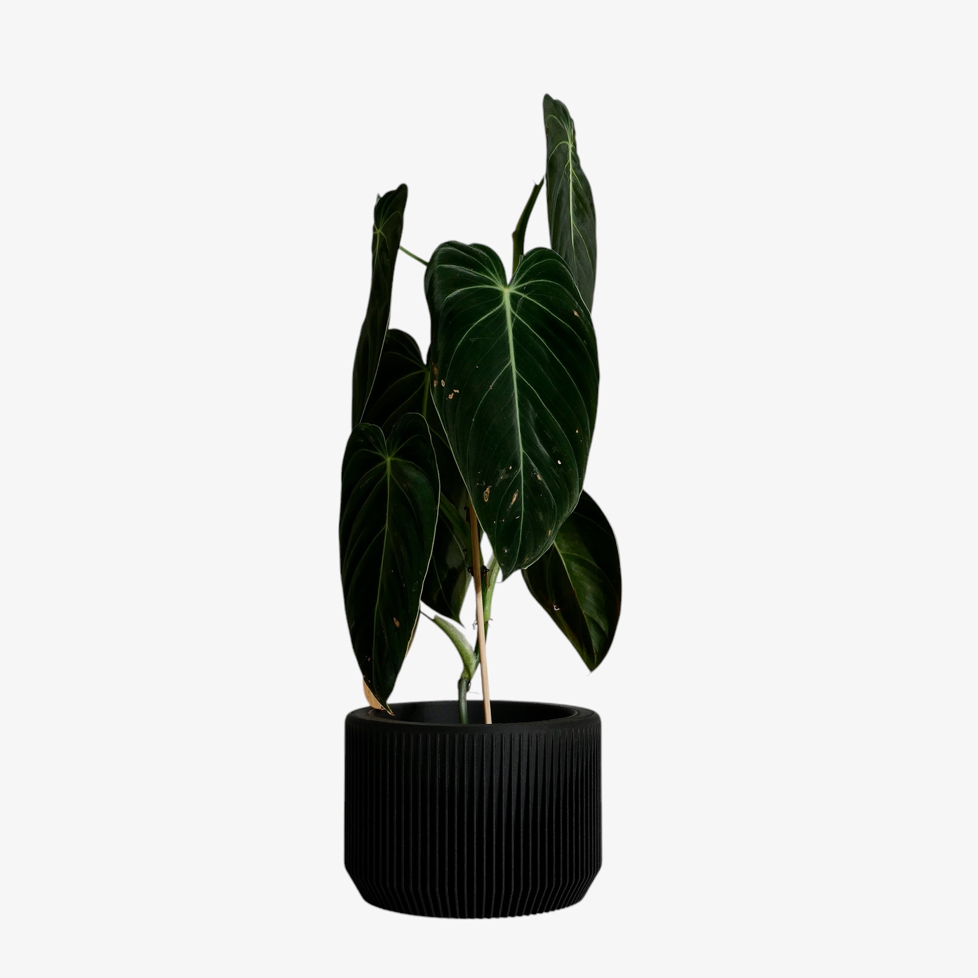 In sleek black, the Praha planter makes a statement with its modern elegance, effortlessly elevating your decor with a touch of sophistication #color_Black