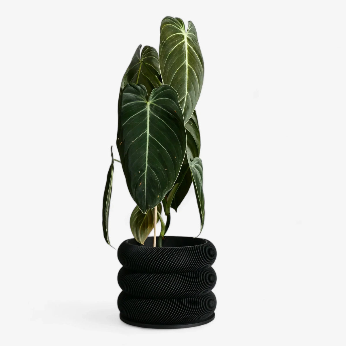 BUBBLES black wooden planter with houseplant - textured bubble design #color_black
