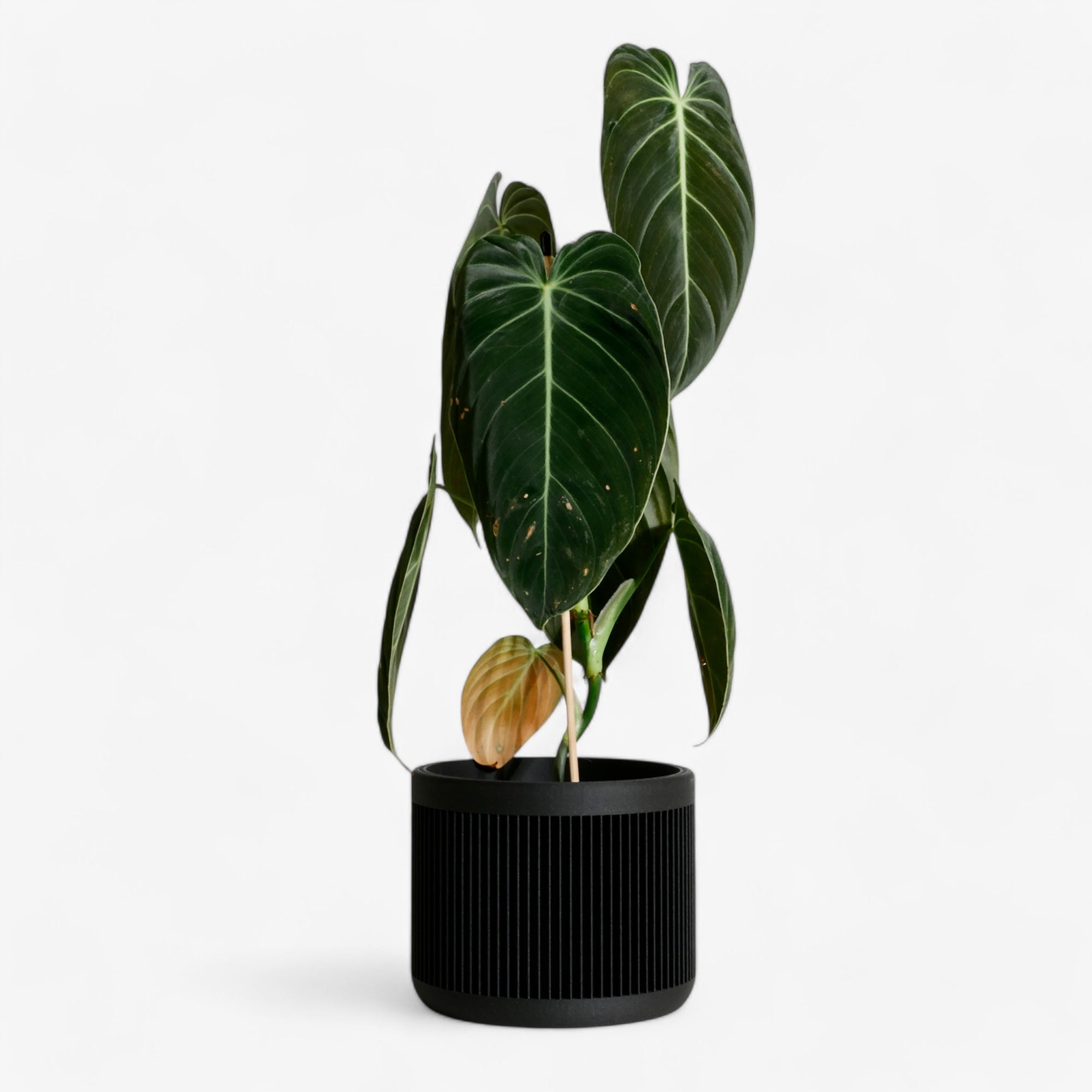 Black Japan planter - Bold, modern, and perfect for succulents and cacti Minimum design #color_Black