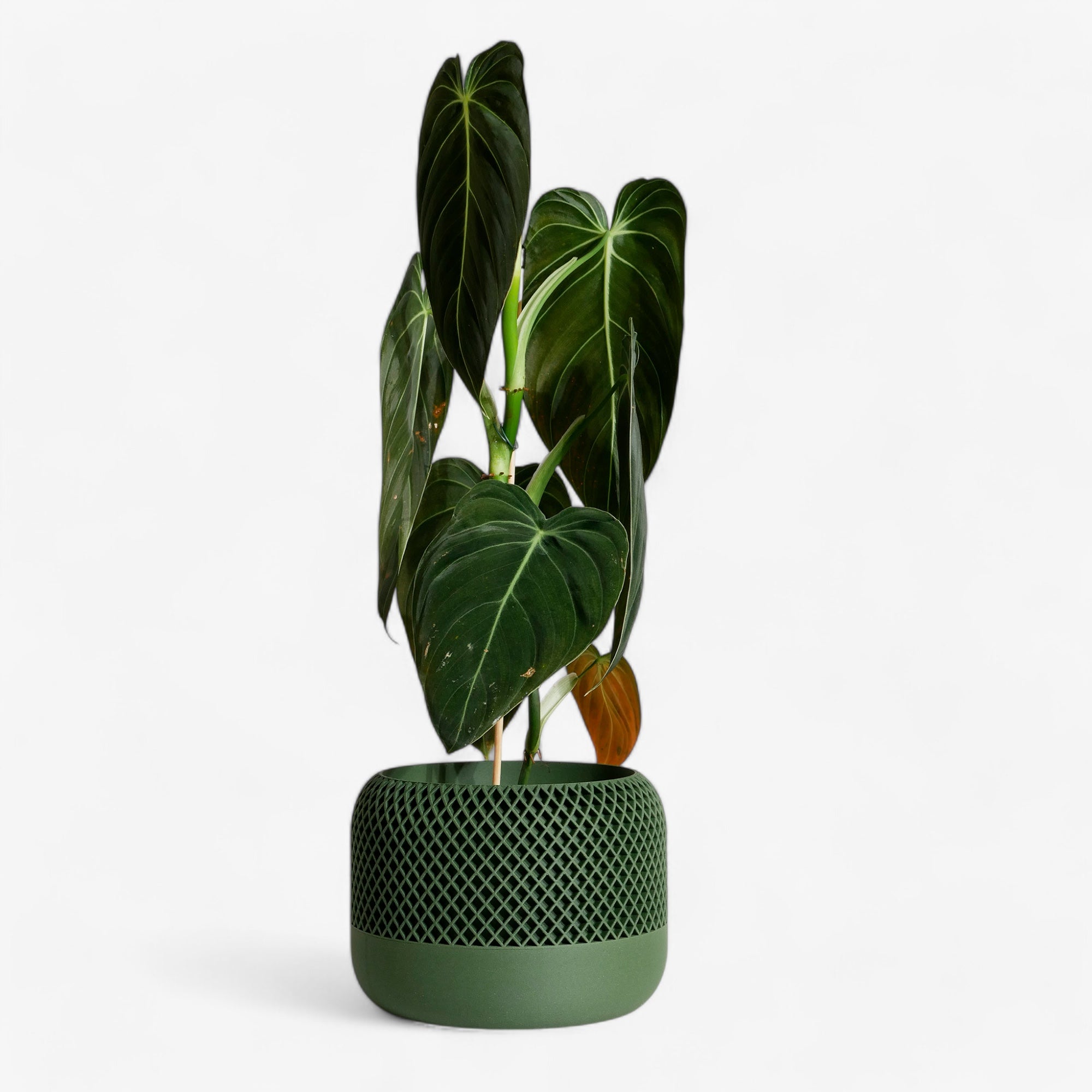 Apple planter in green, with a natural, minimalist texture, designed for indoor use, with a plant #color_green