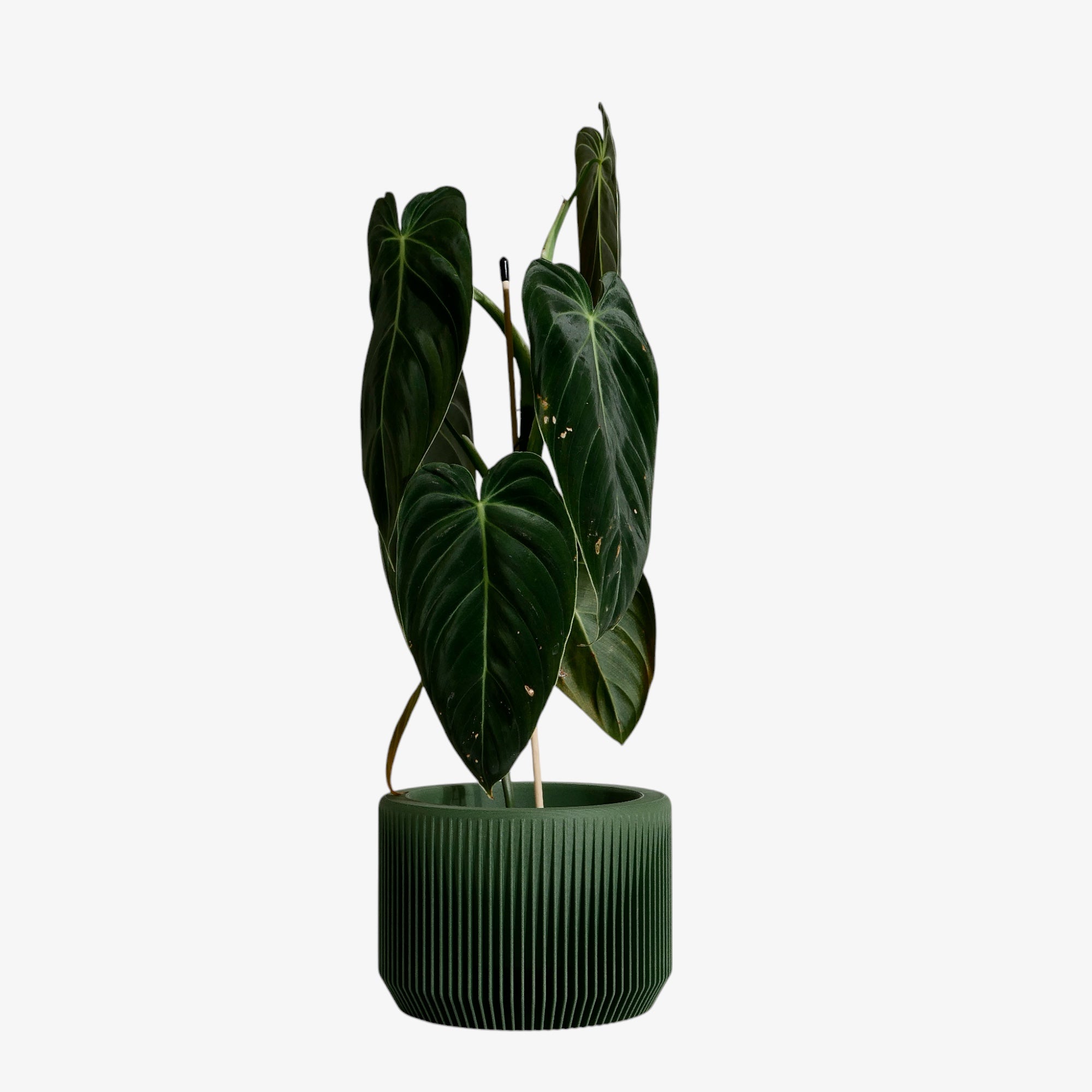 Inspired by nature, the green Praha planter harmonizes effortlessly with your plants, adding a subtle touch of color that feels organic and earthy #color_Green