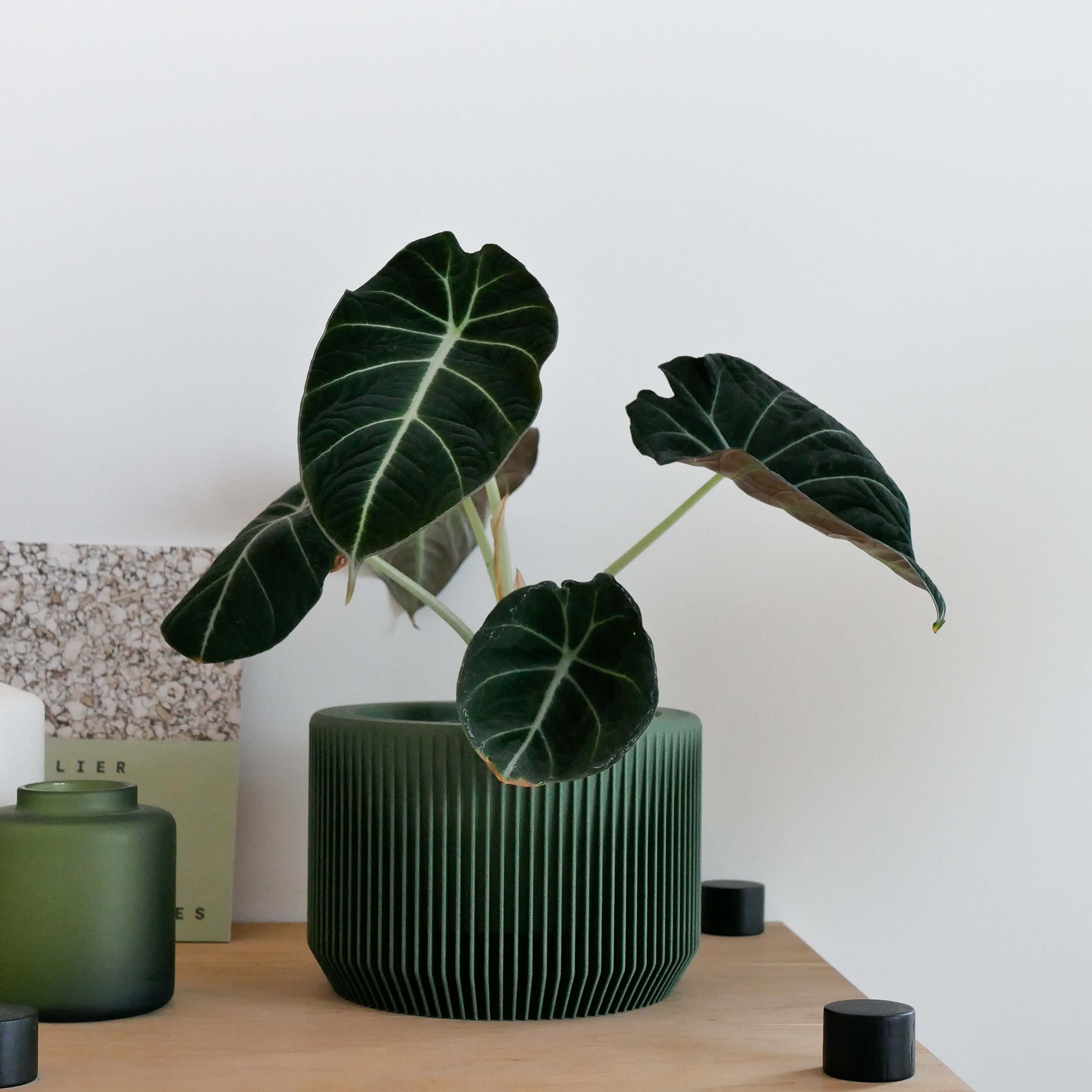 In green, the Praha planter enhances the natural beauty of your plants, giving your space a peaceful, grounded atmosphere #color_Green