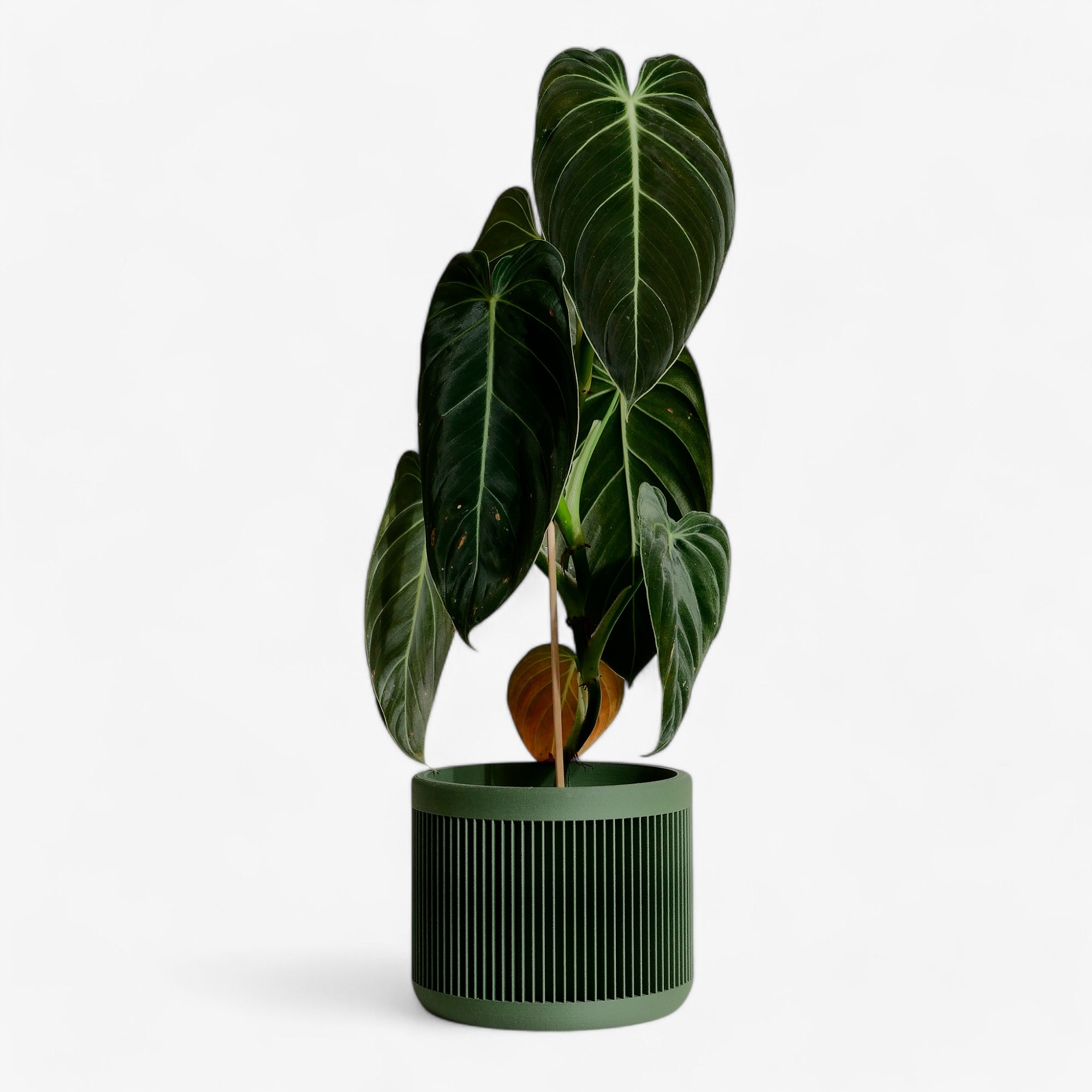 Green Japan planter with a house plant - Fresh and natural, ideal for indoor plants. Minimum design #color_green