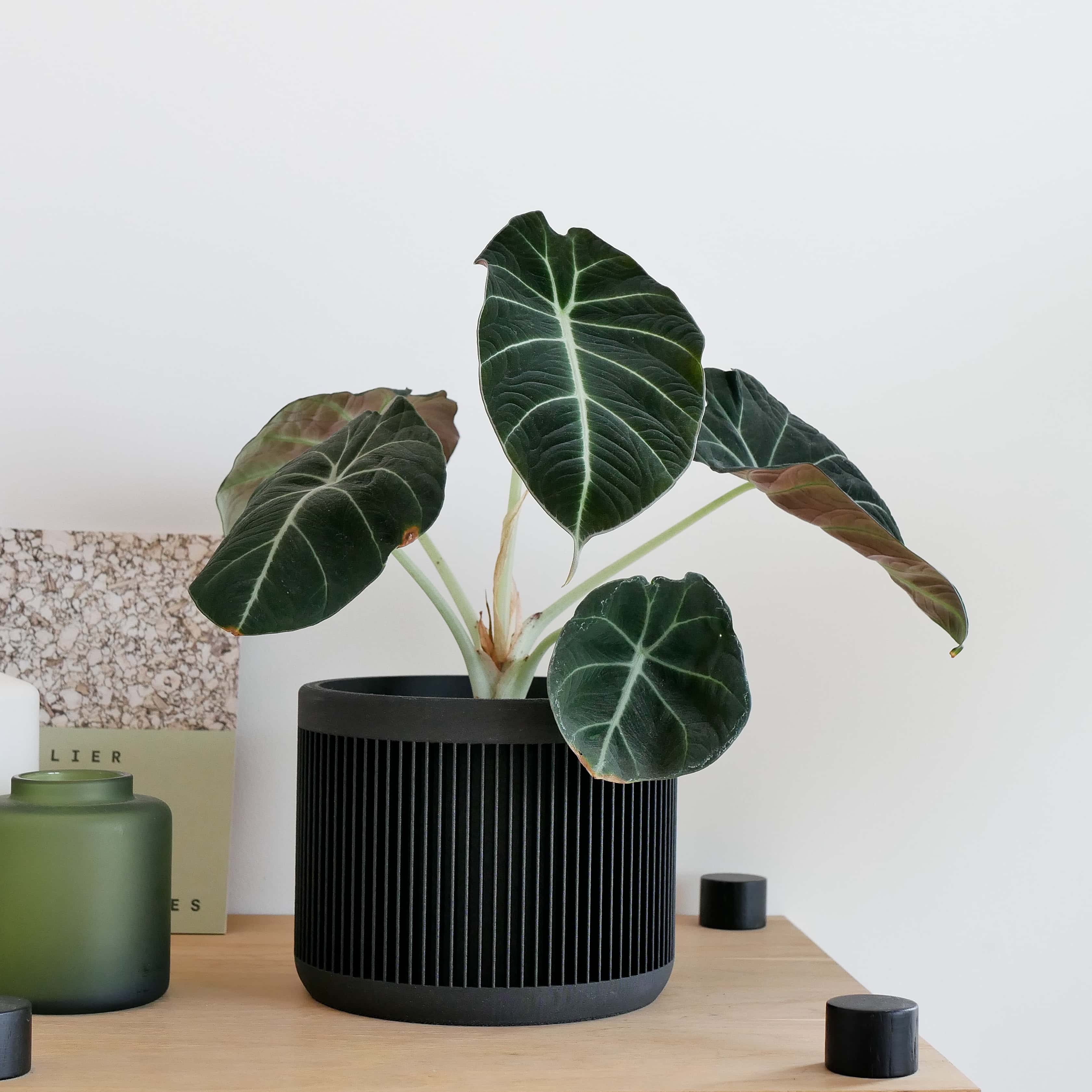 Japan indoor wooden planter textured and minimalist style for any plant décor #color_black