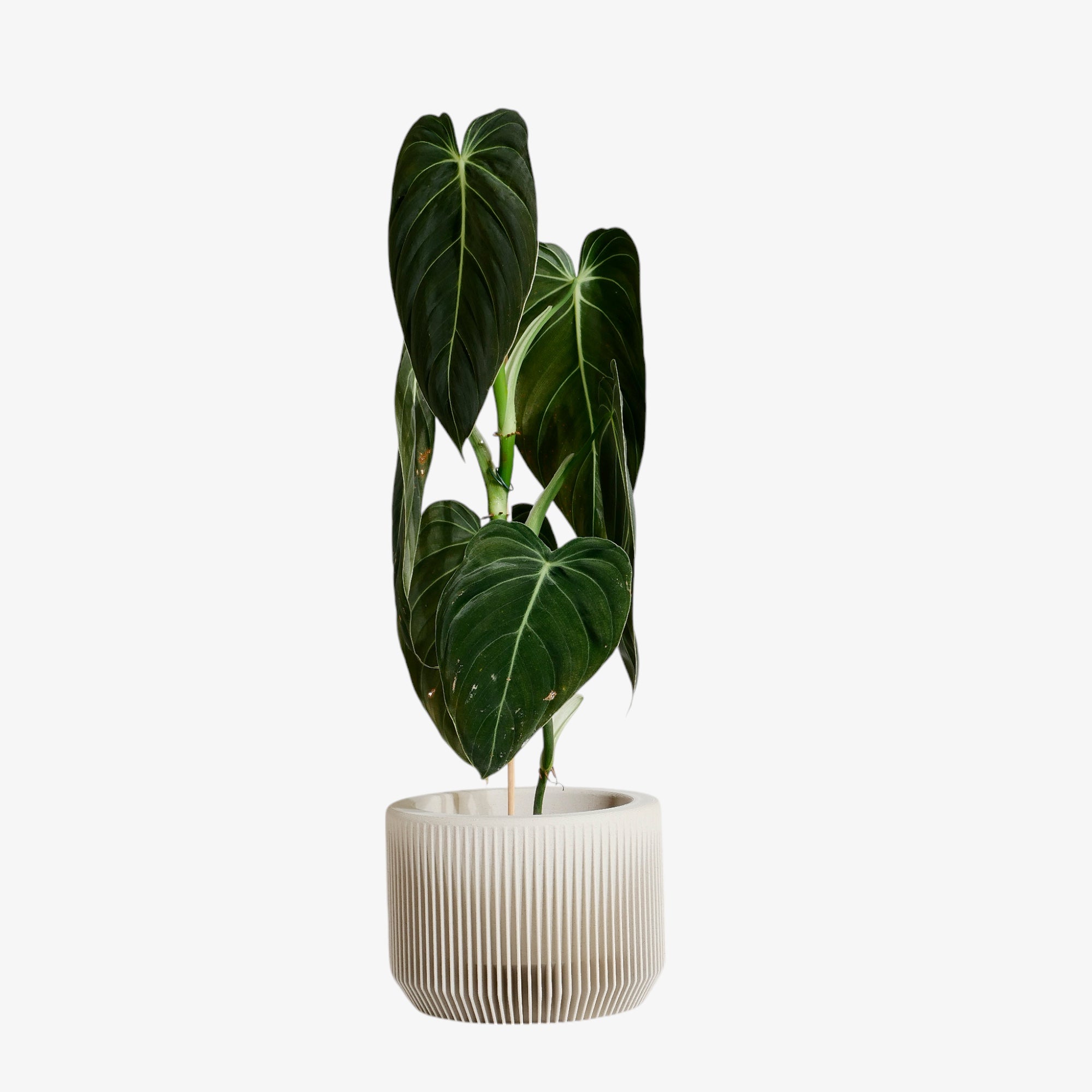 In misty white, the Praha planter brings a serene, refreshing feel to your space, enhancing the light and openness of any room #color_Mist white