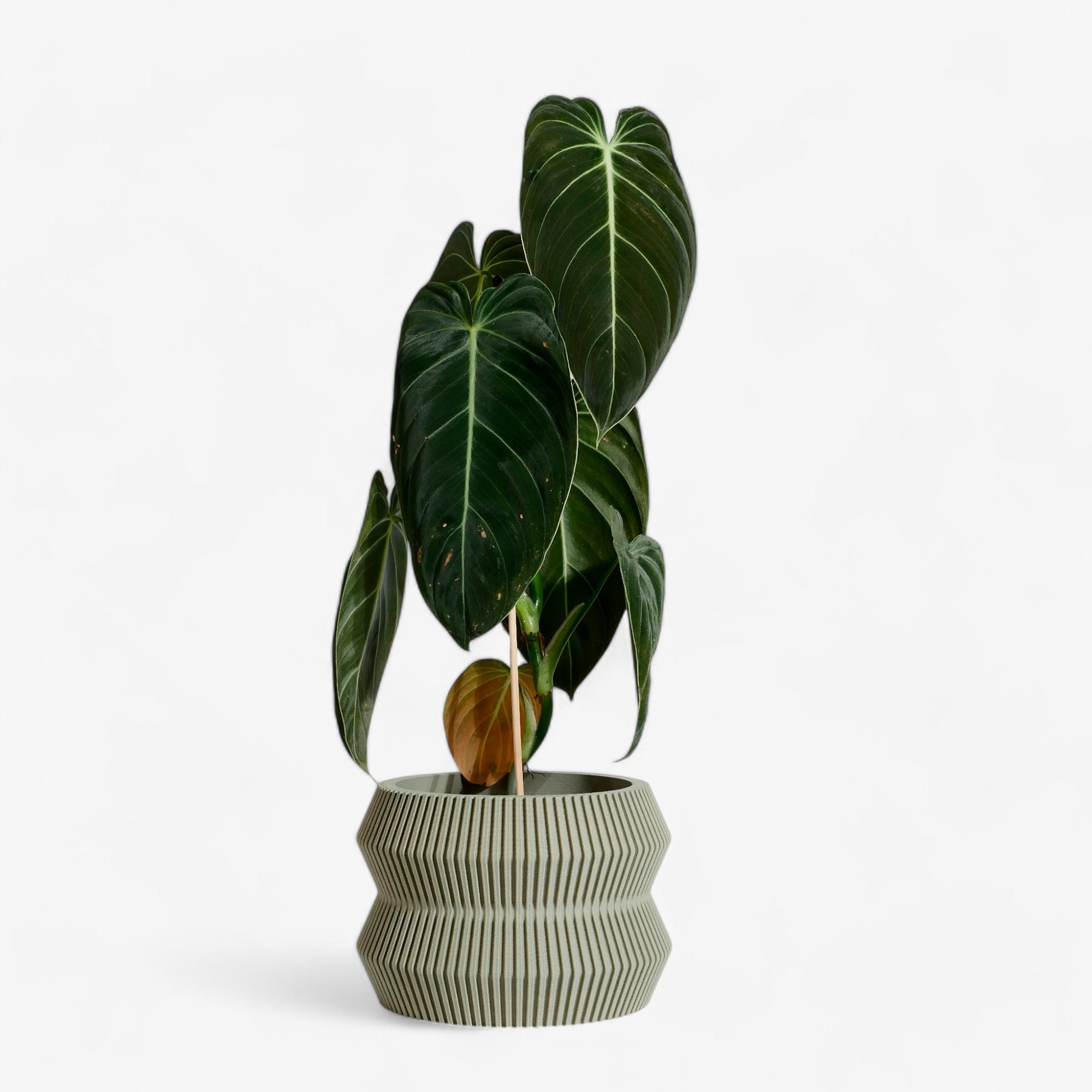 ITO planter in olive, with a textured and minimalist design, bringing a fresh, natural touch to your indoor decor. Perfect for succulents, cacti, and green plants #color_olive