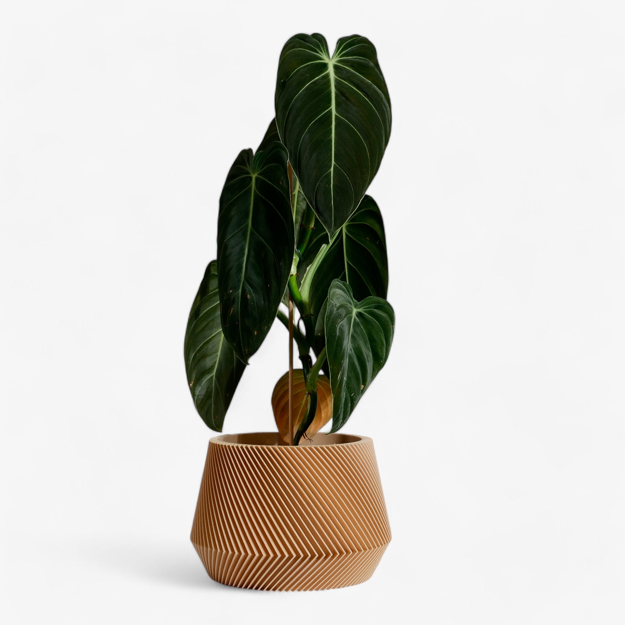 Oslo Indoor wooden planter - Scandinavian Japandi decor - Minimum design #color_natural