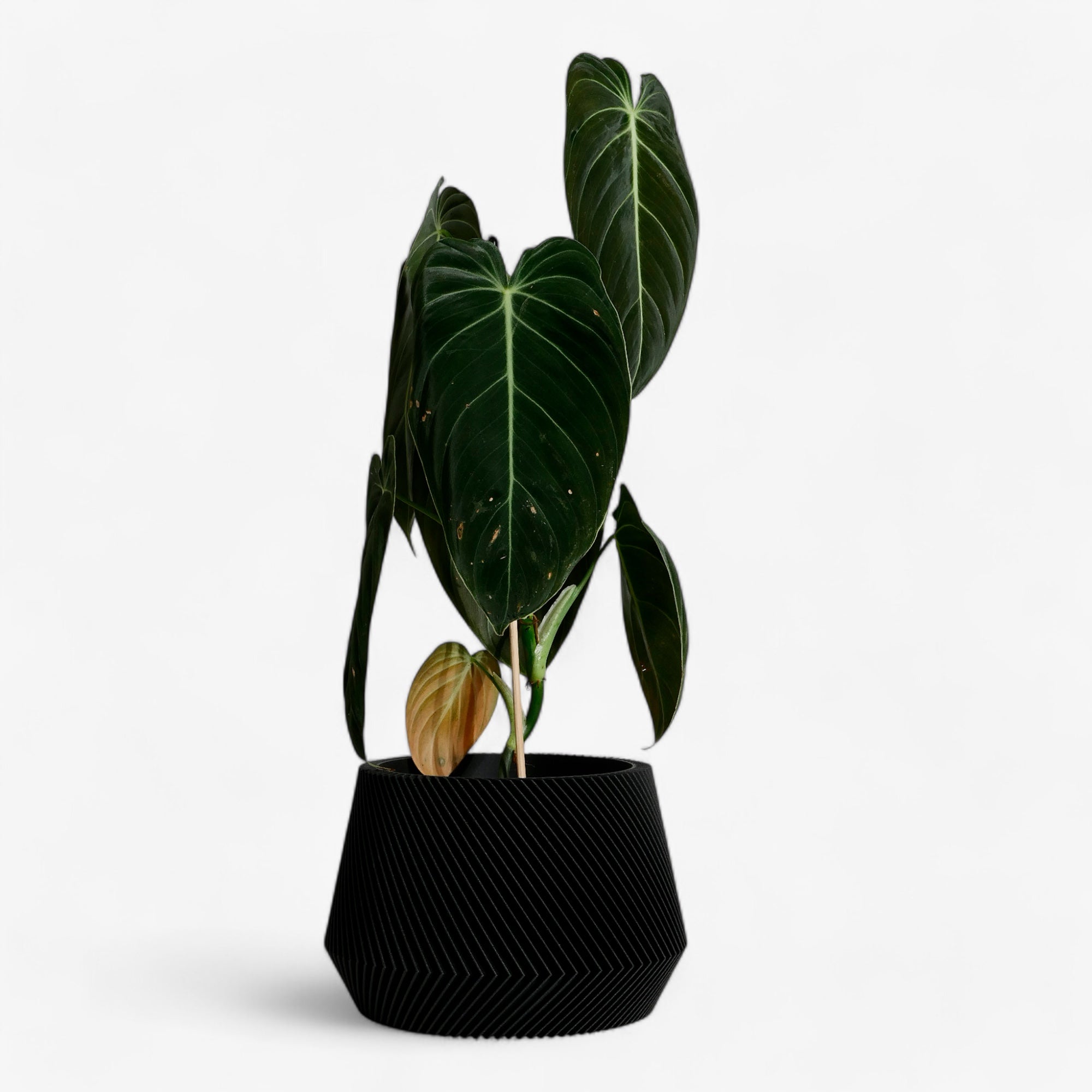 Oslo Indoor wooden planter - Scandinavian Japandi decor - Minimum design #color_black