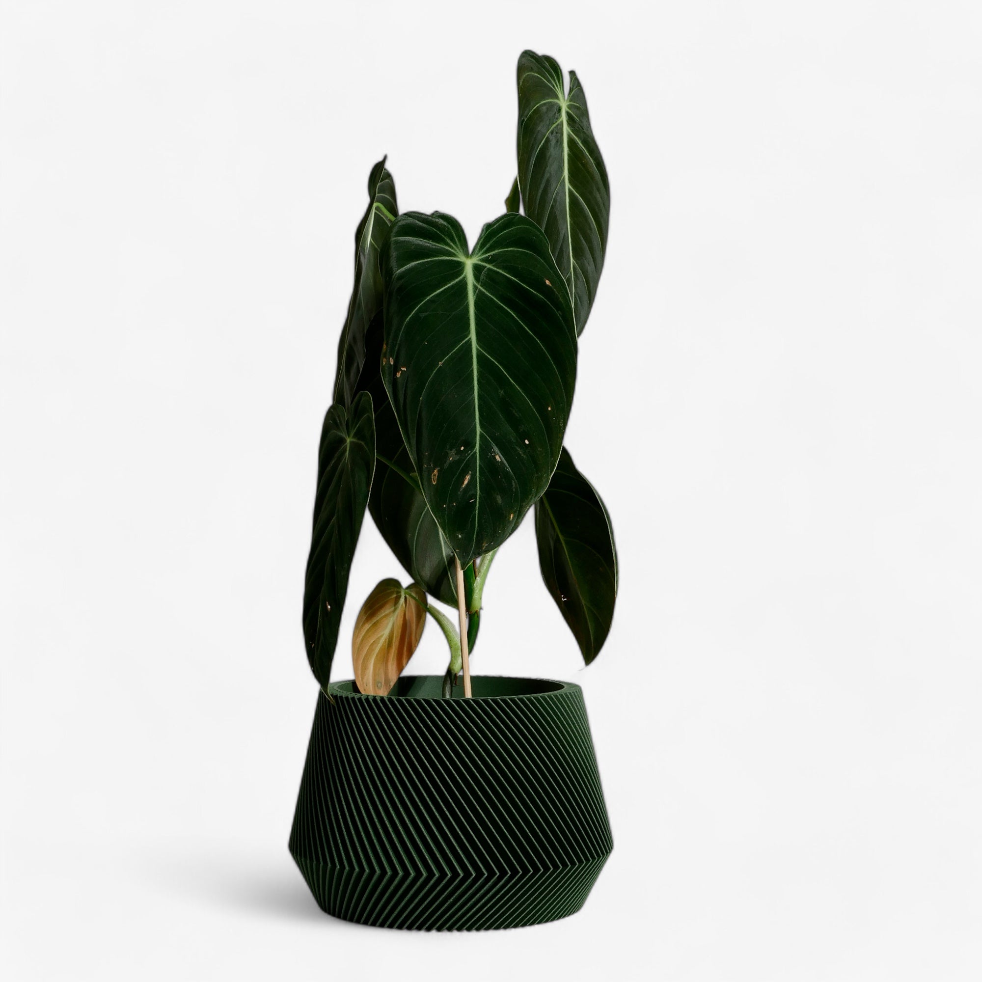 Oslo Indoor wooden planter - Scandinavian Japandi decor - Minimum design #color_green