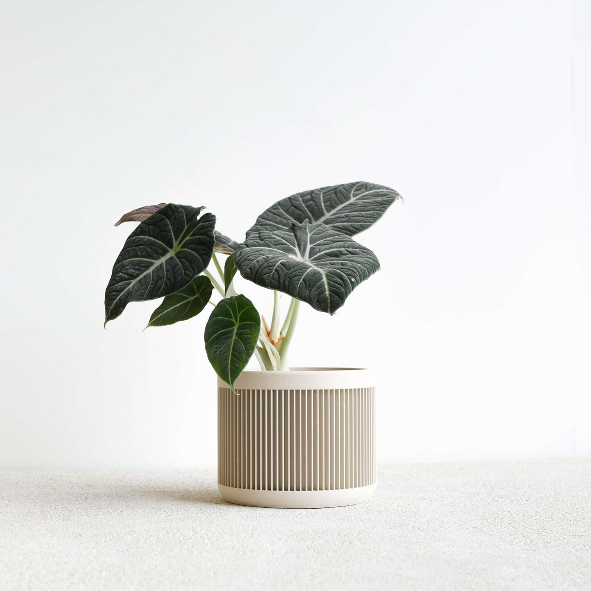 JAPAN Mist White planter with Alocasia, vertical ribbed texture, minimalist indoor plant pot